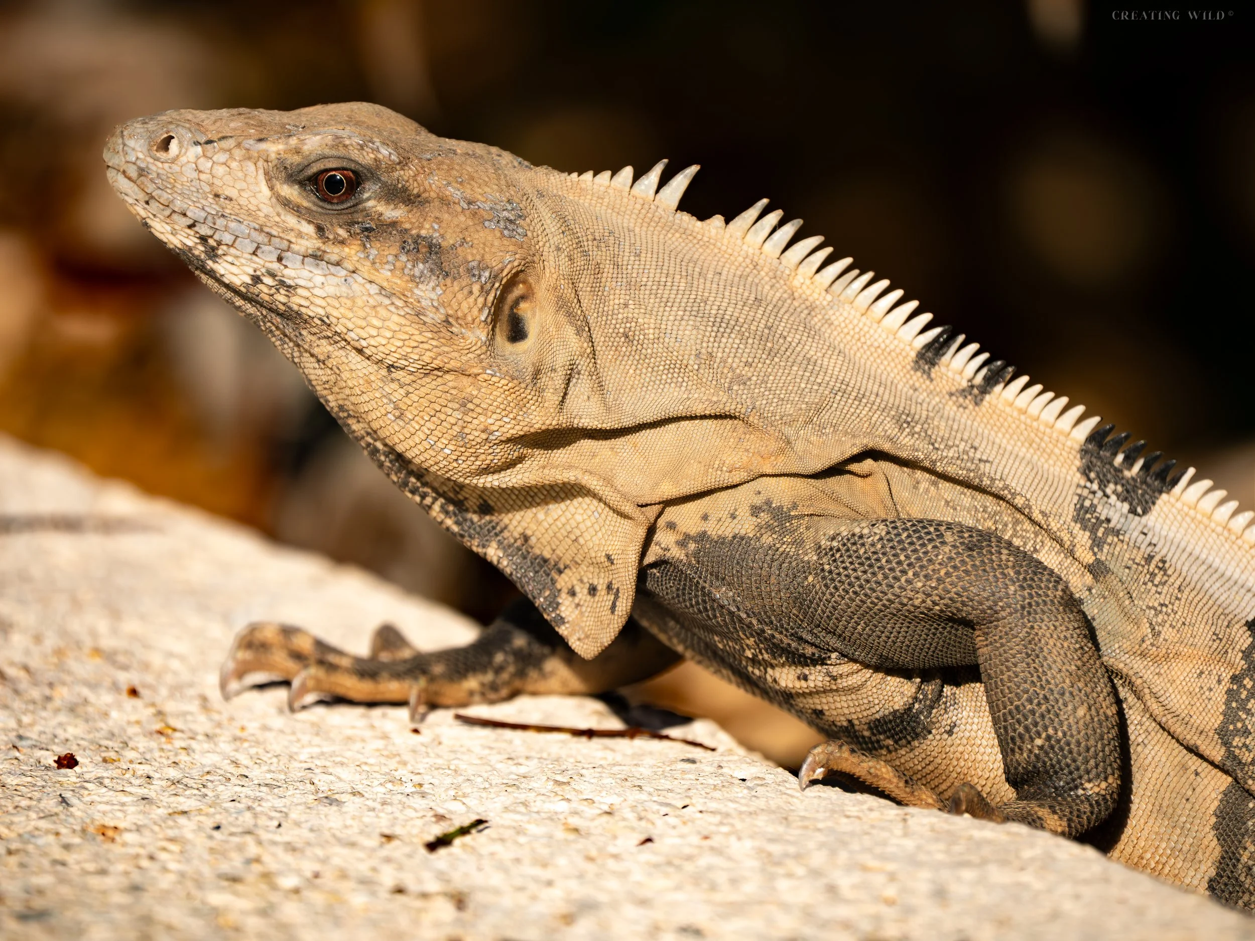 Black Spiny-Tailed Iguana