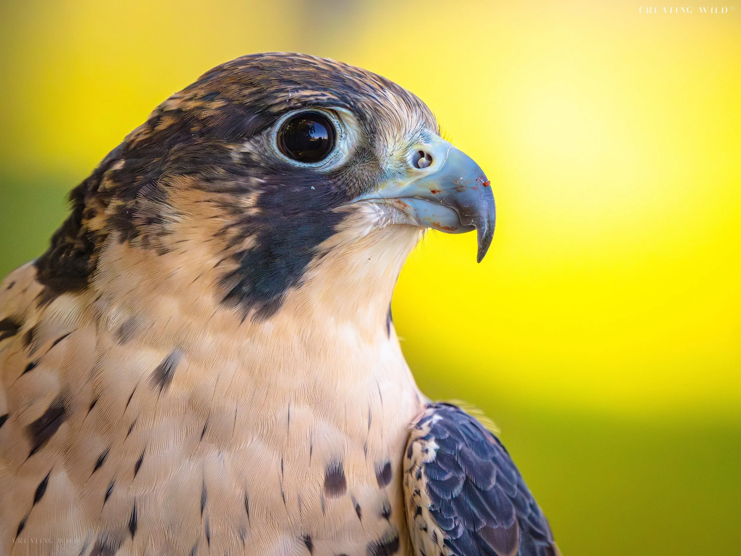 Peregrine Falcon