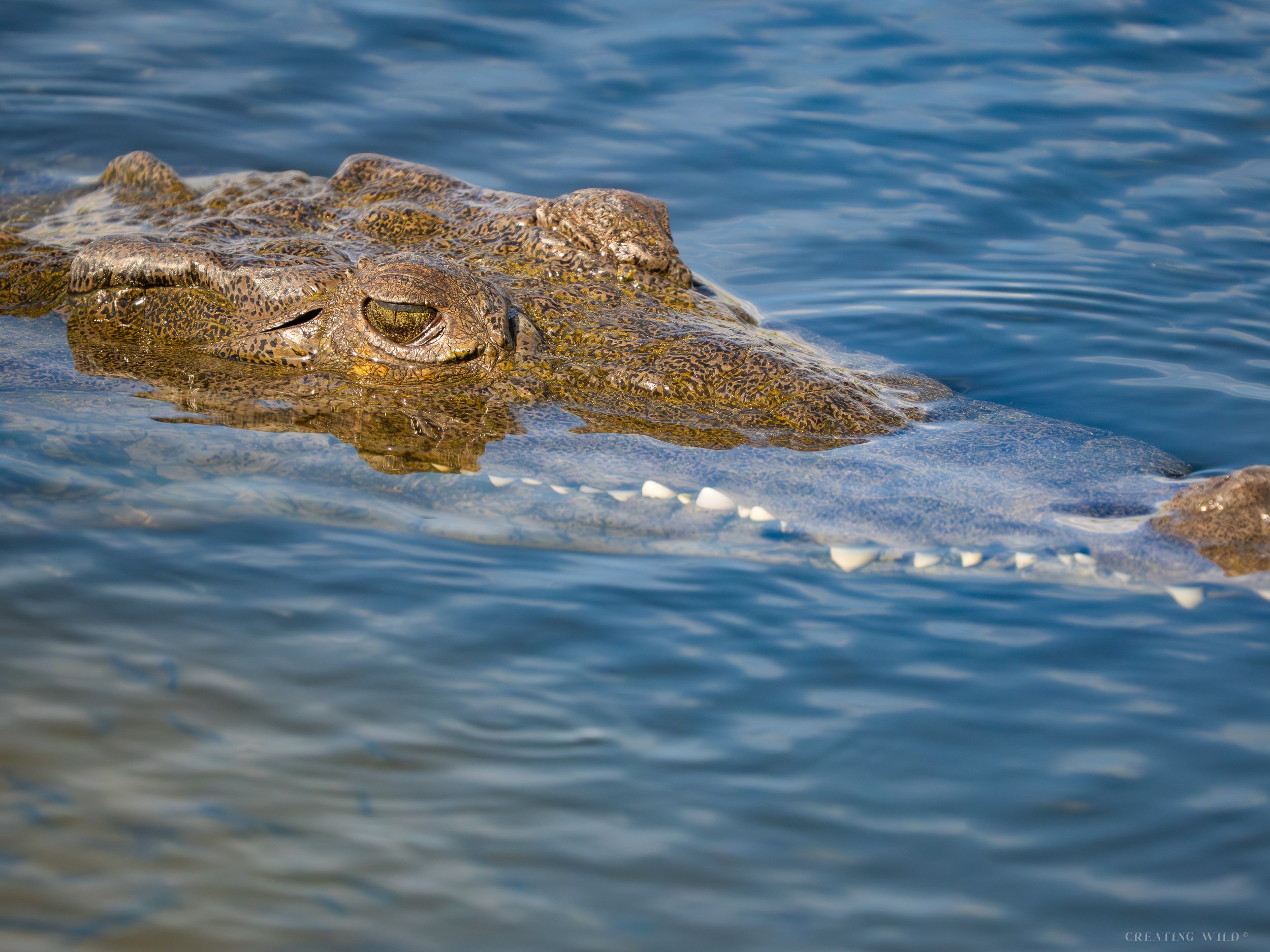 Crocodlie