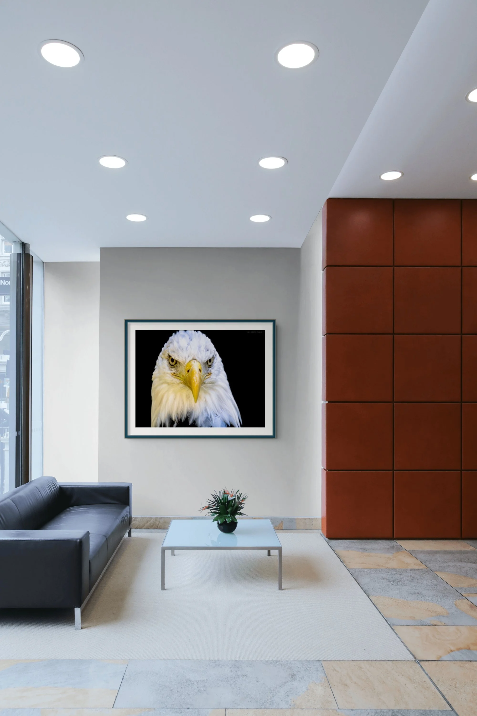 visions bald eagle-full.jpg