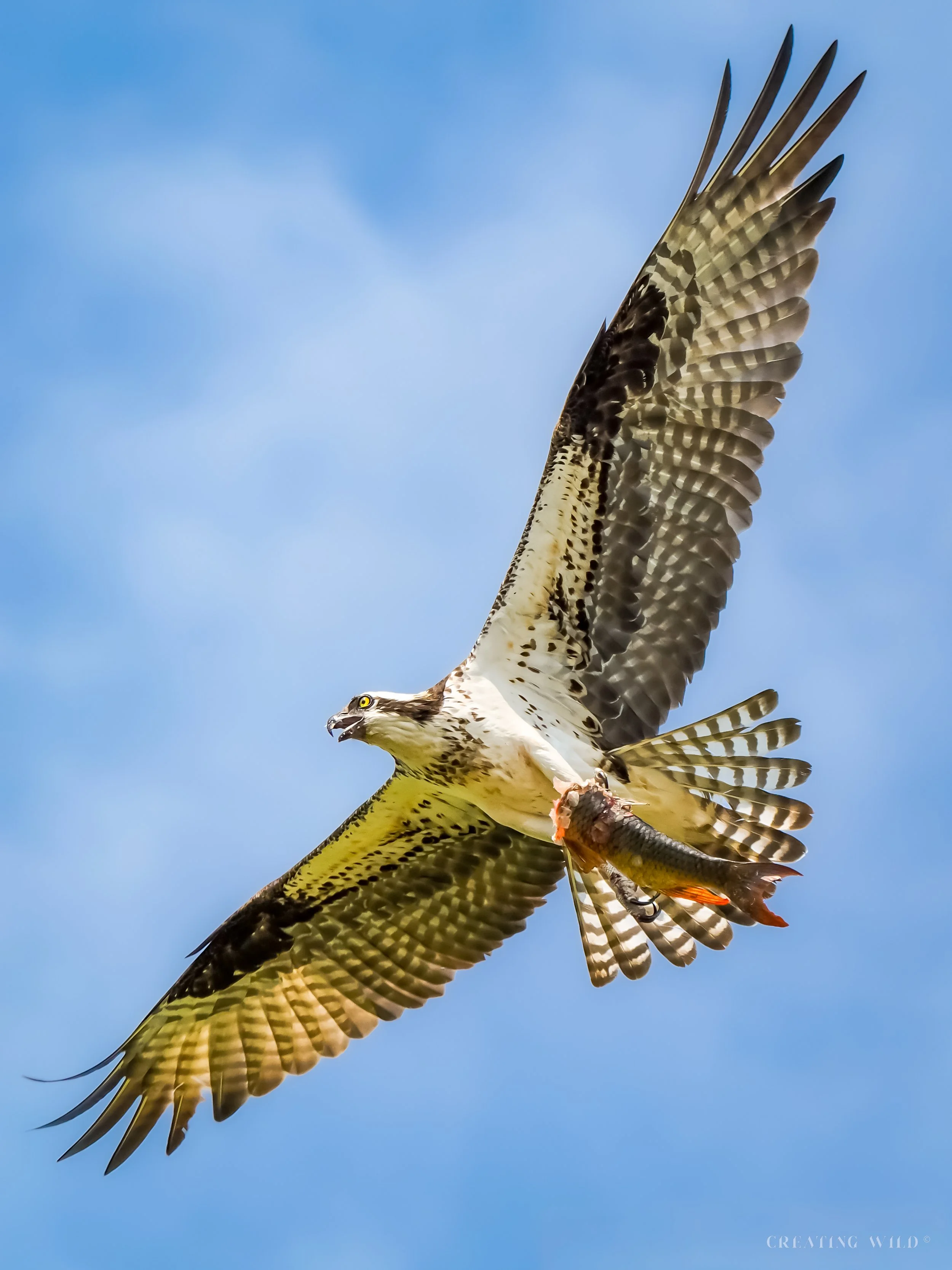 Osprey Wings