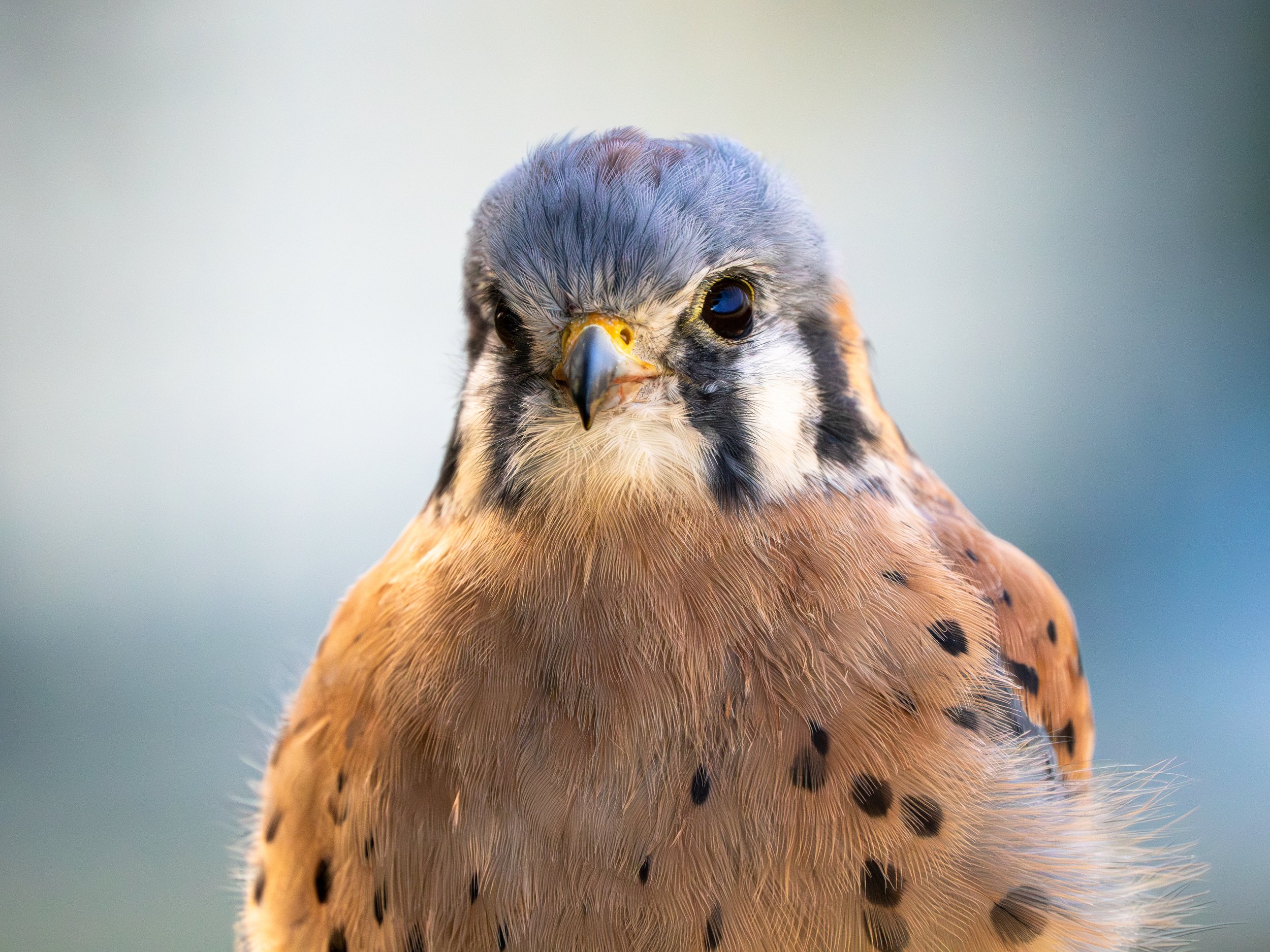 kestral american-1.jpg