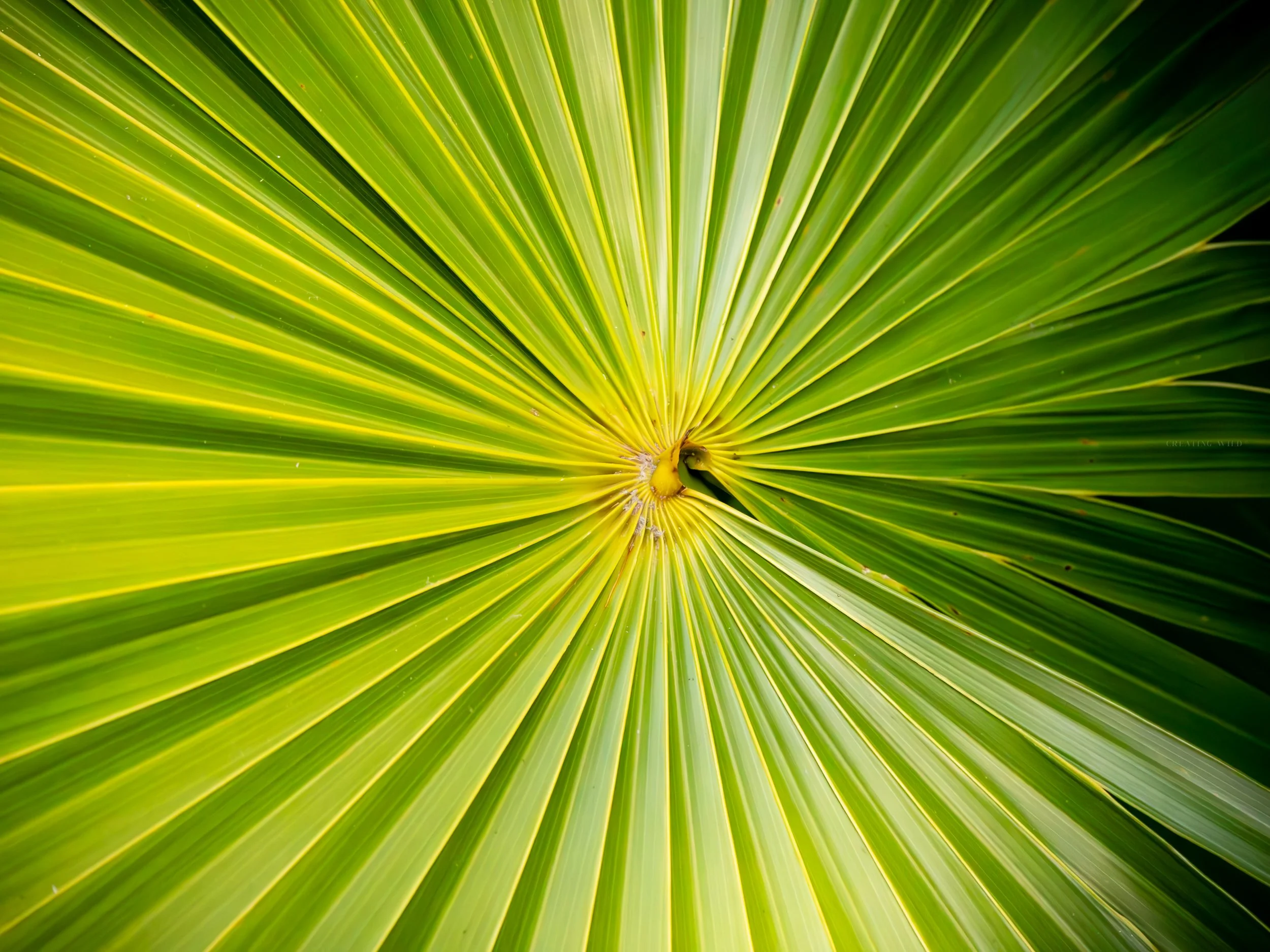 Palm Leaf 1.jpg