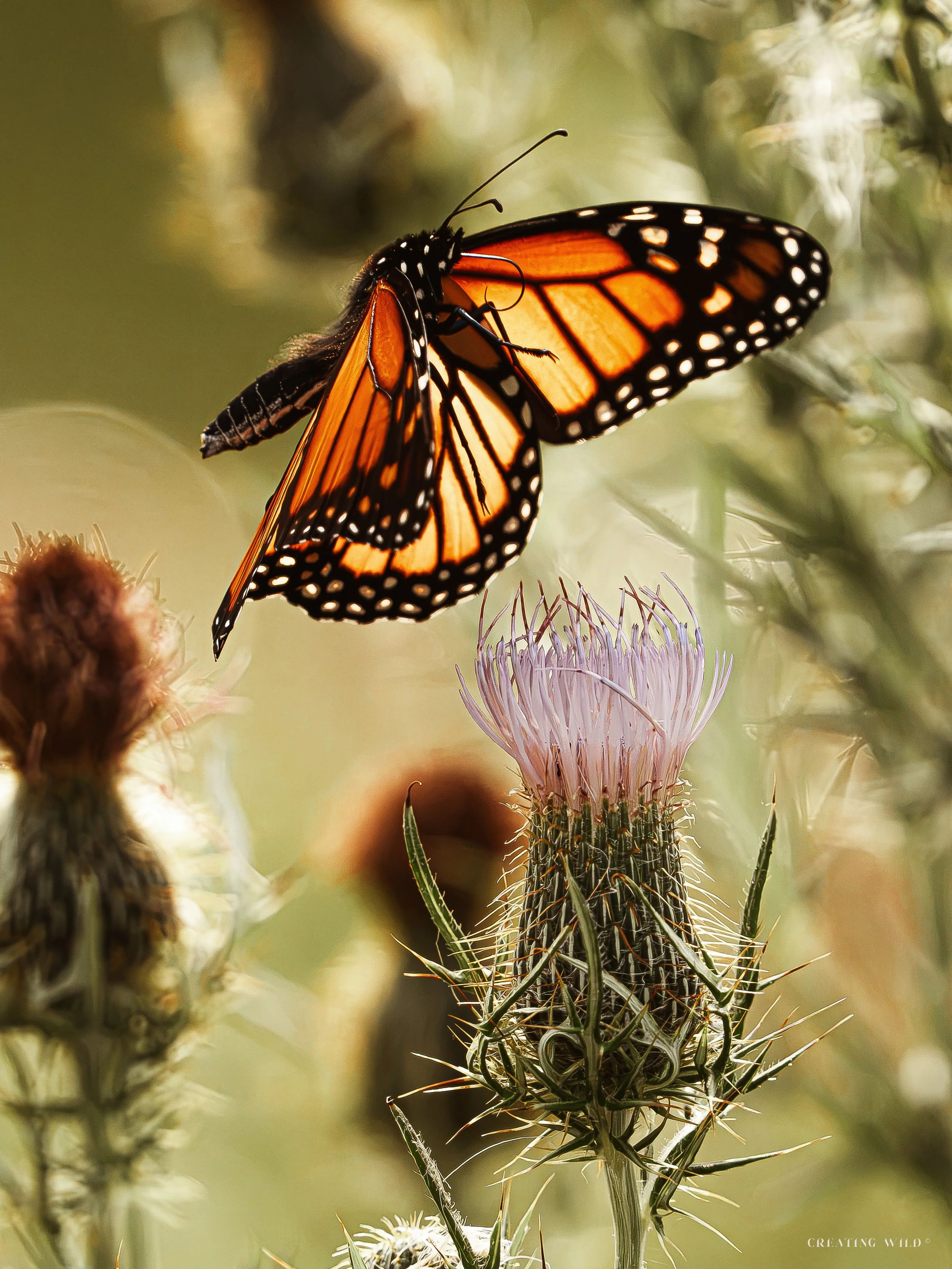 Monarch Takeoff