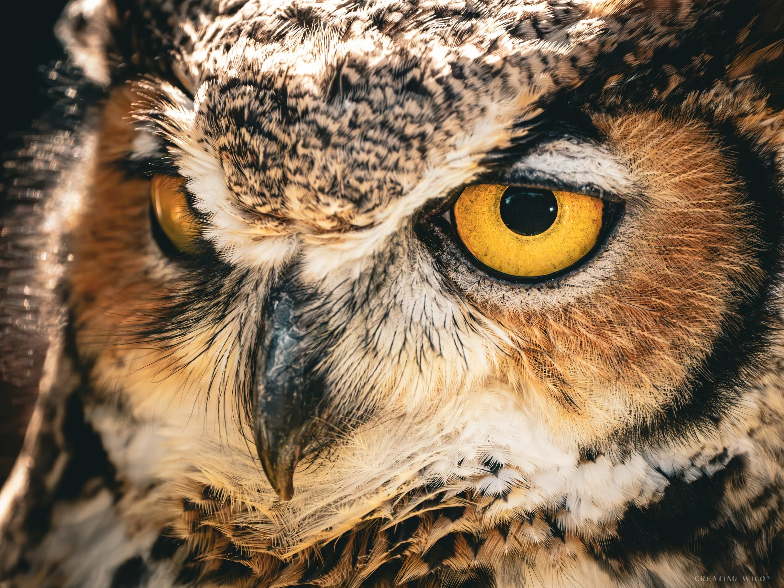 Great horned owl , owl eye, Super Zoom.jpg