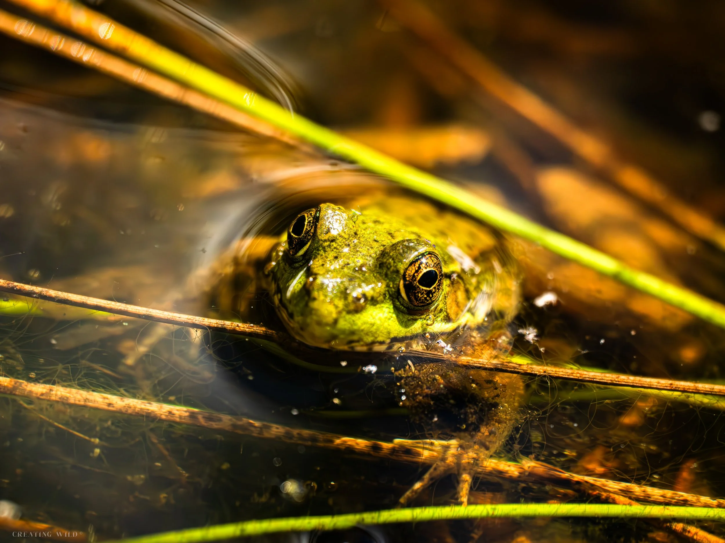 Frog in water.jpg