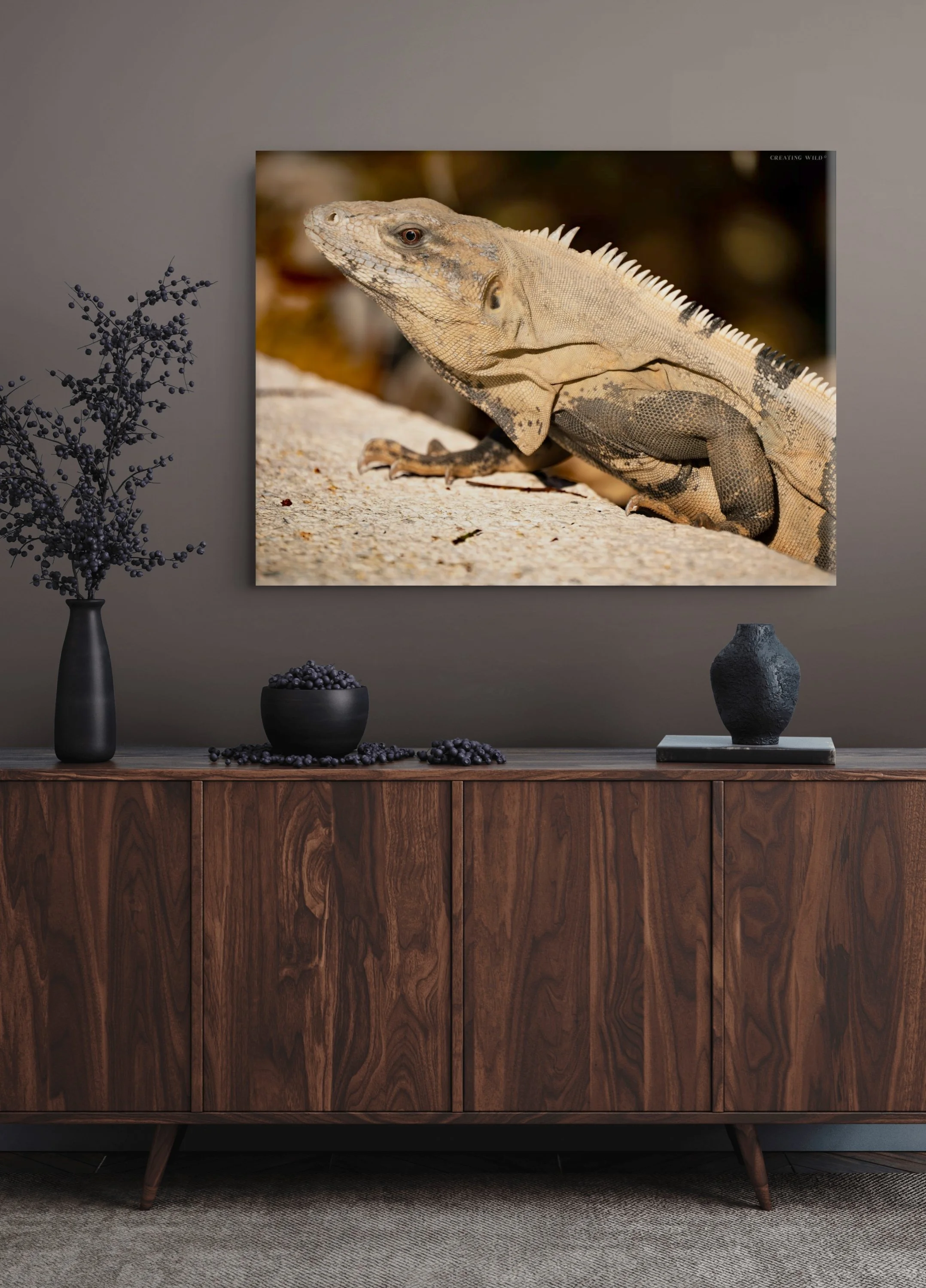 black spiny-tailed iguana screen-full.jpg