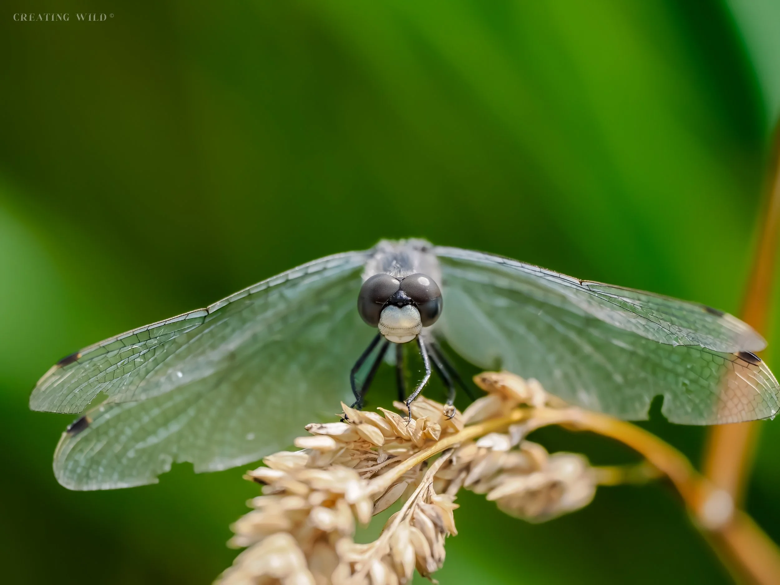 Frosted whiteface - Dragonfly