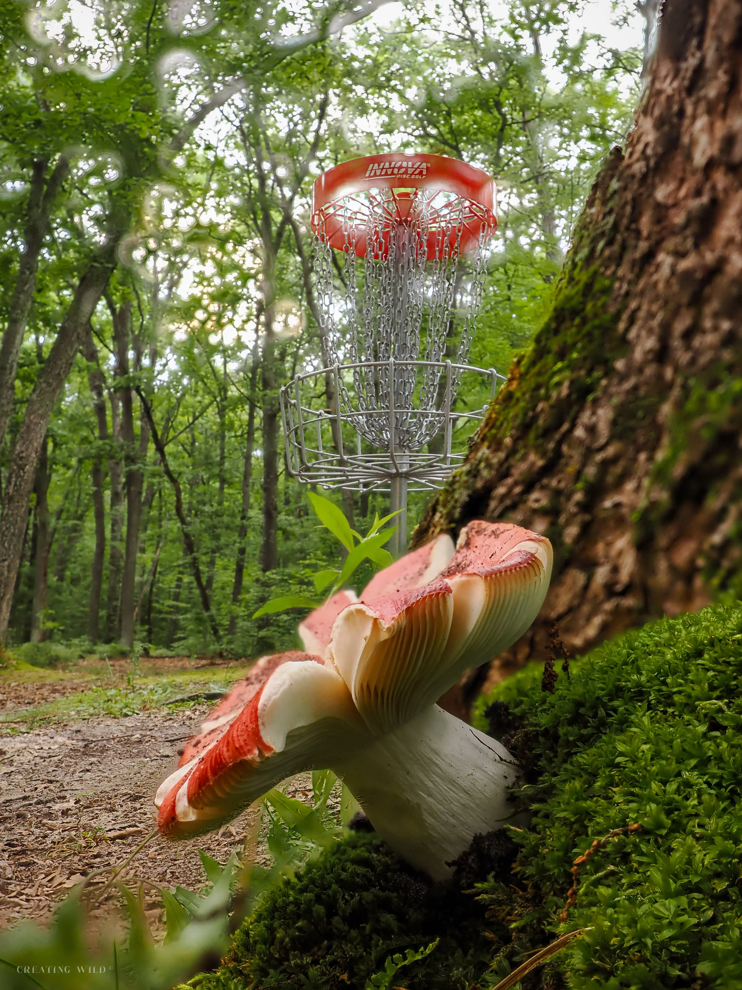 Mushroom Basket