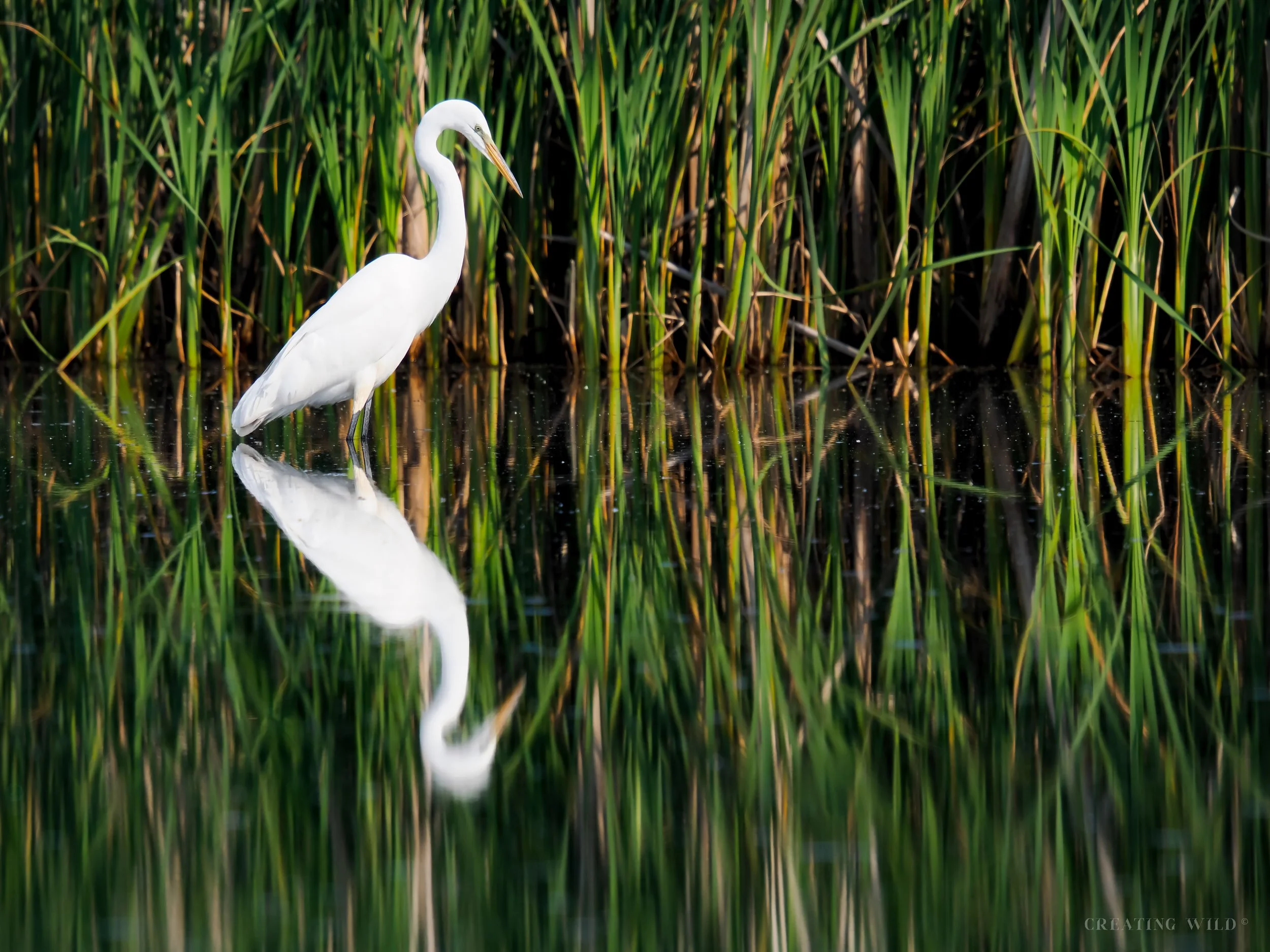 The Great Egret, Reflections