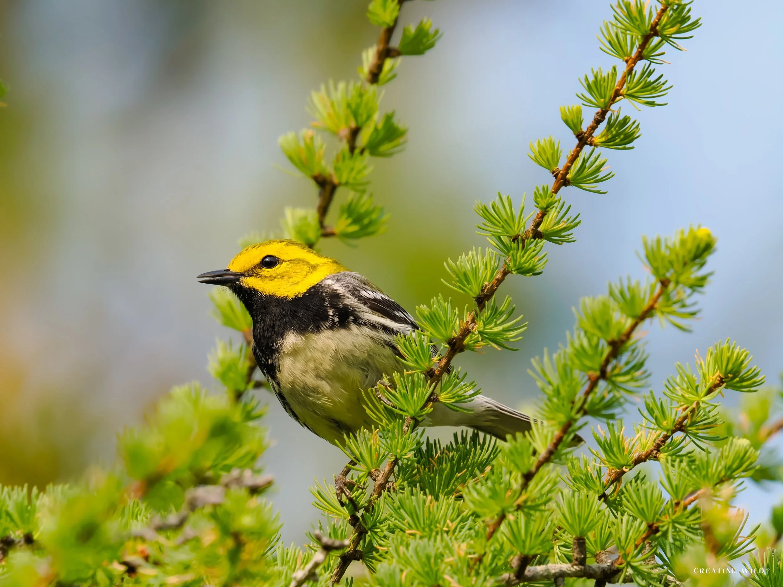 Black-throated Green Warbler