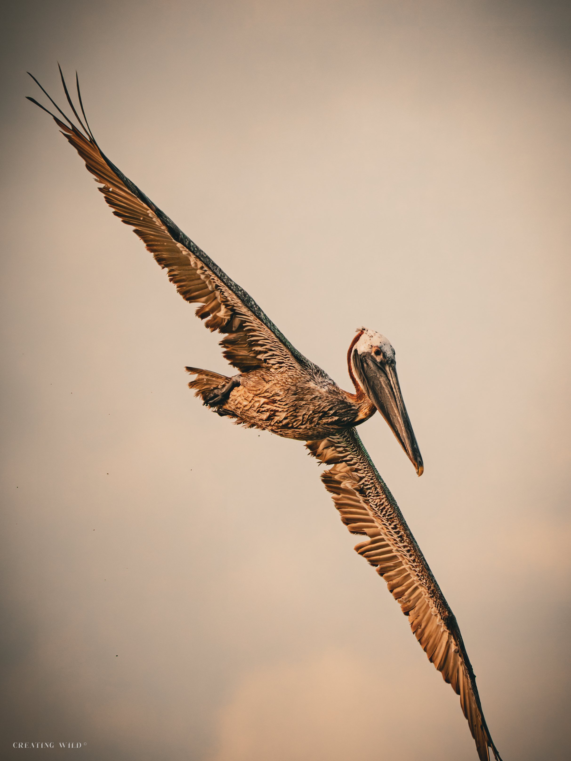 Brown Pelican