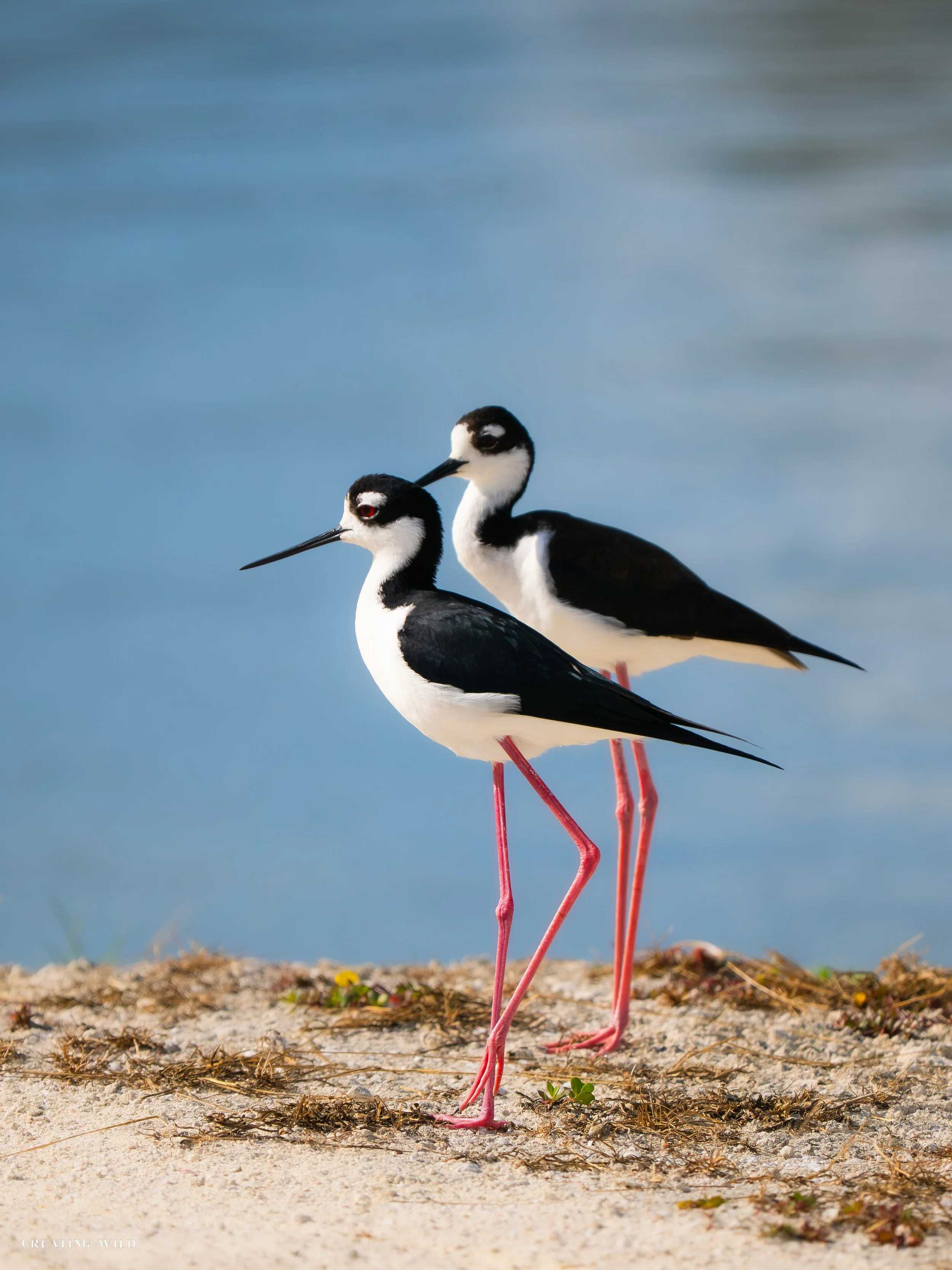 Black-necked Stilts