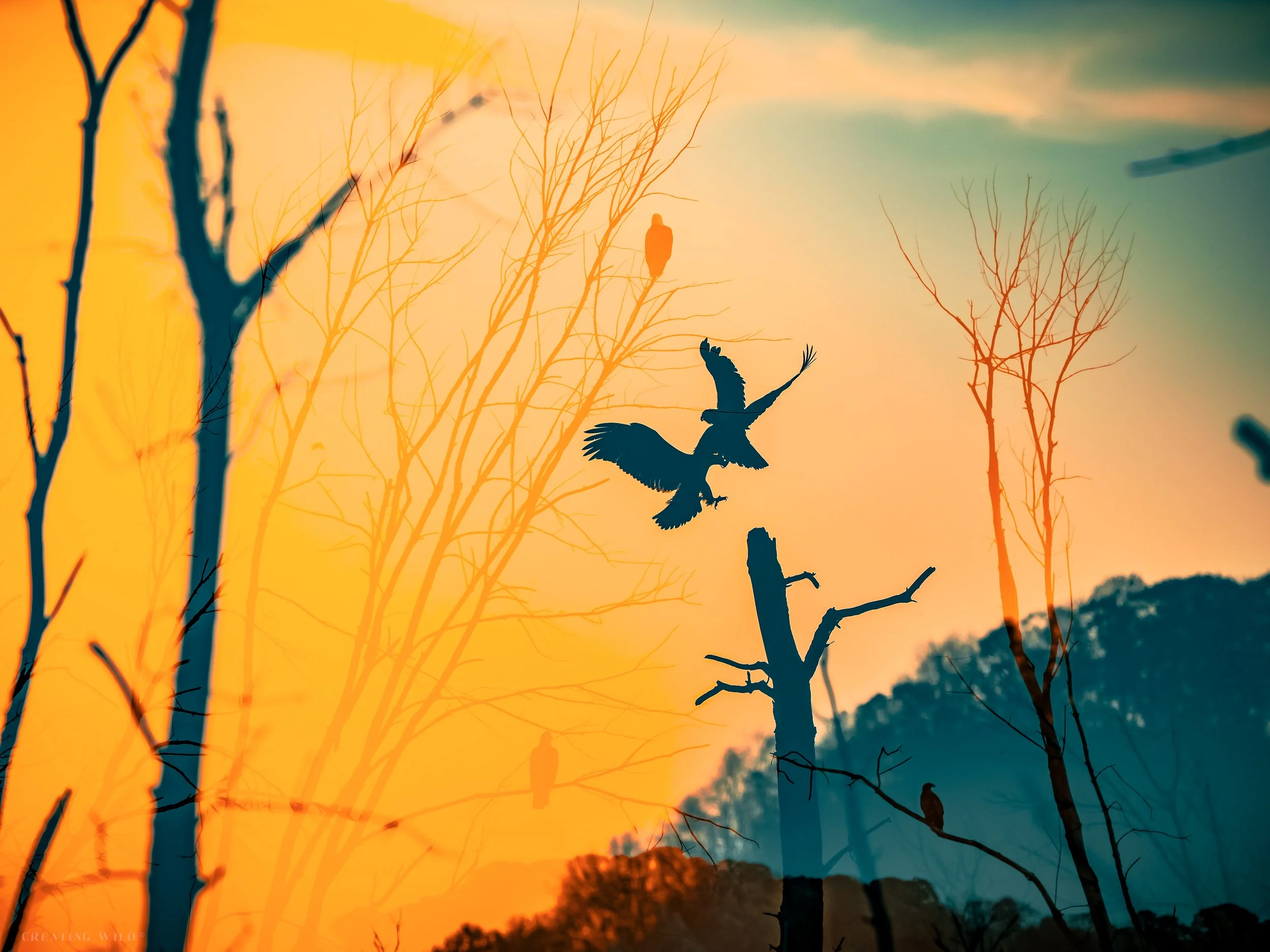 The Glitch (Bald Eagles)