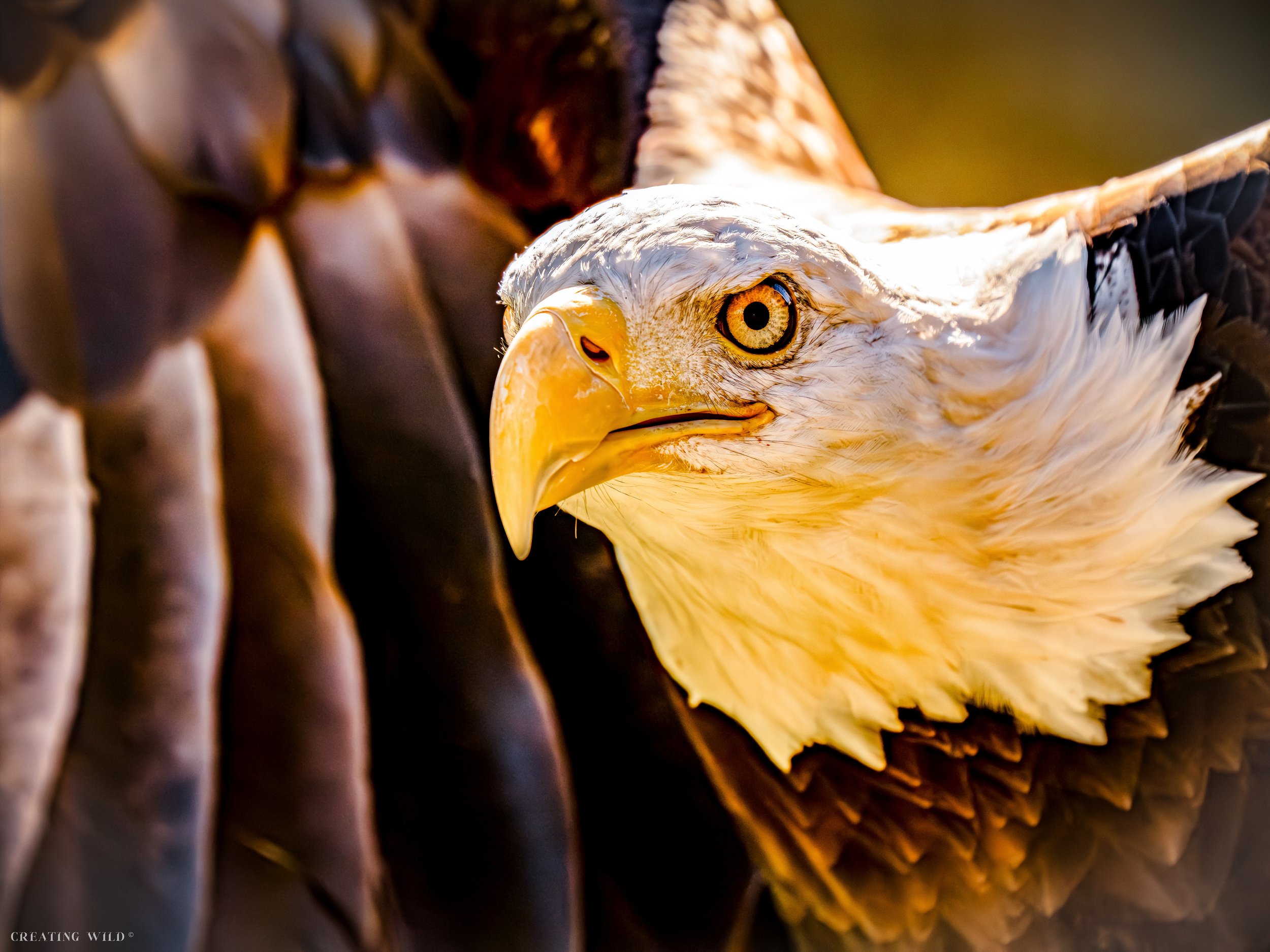 Takeoff Bald Eagle