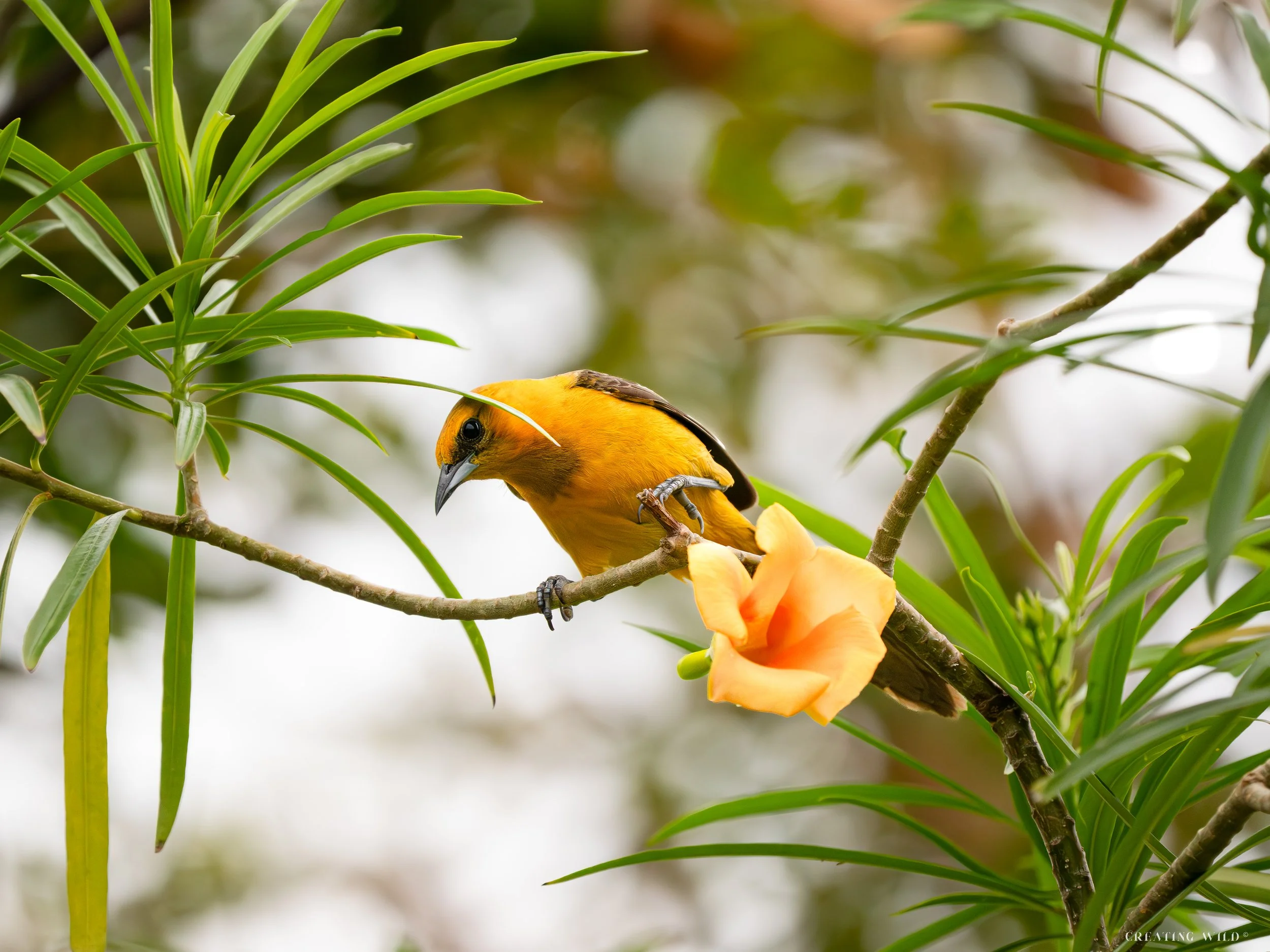 Flower Drop