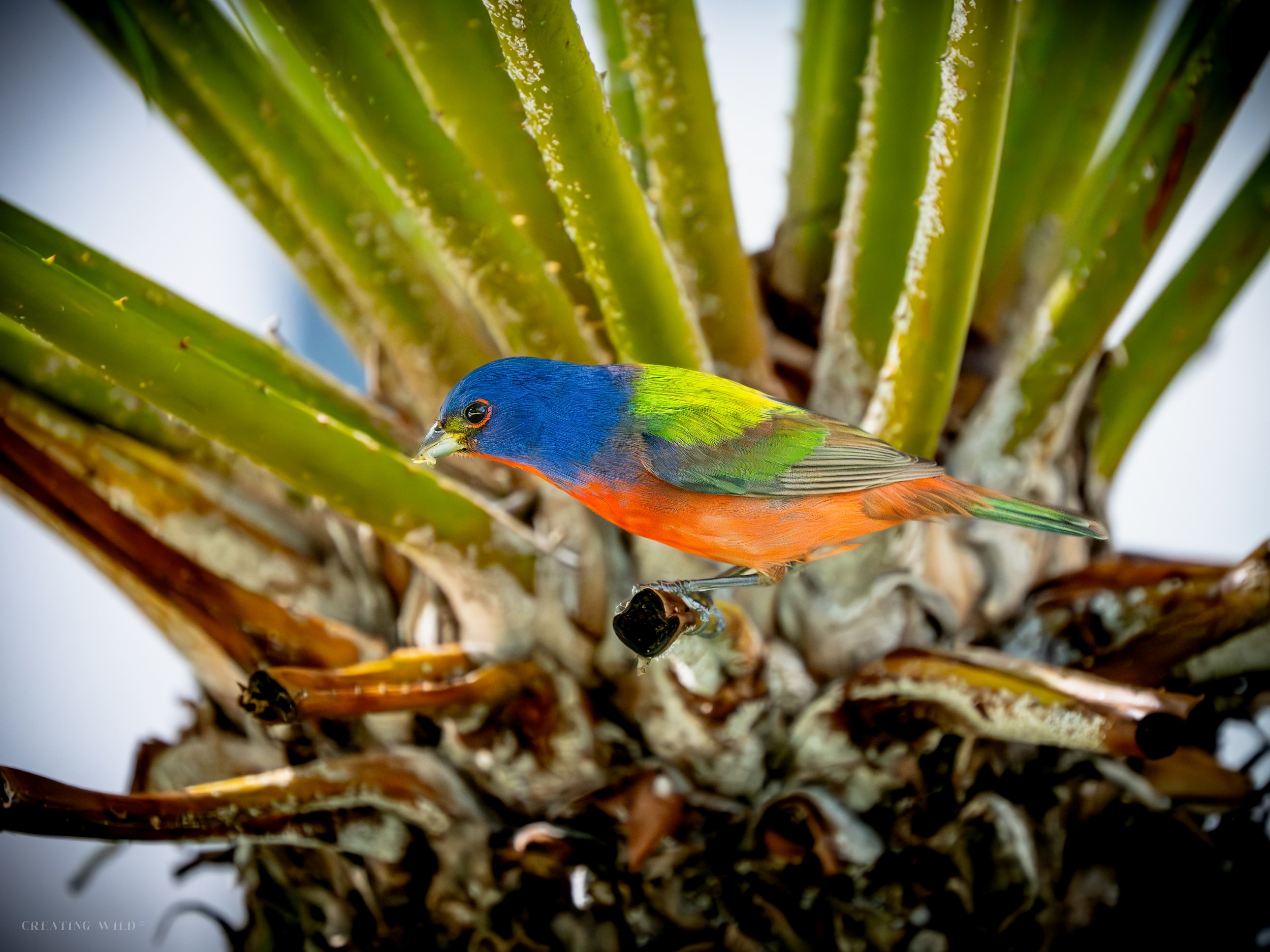 Painted Bunting