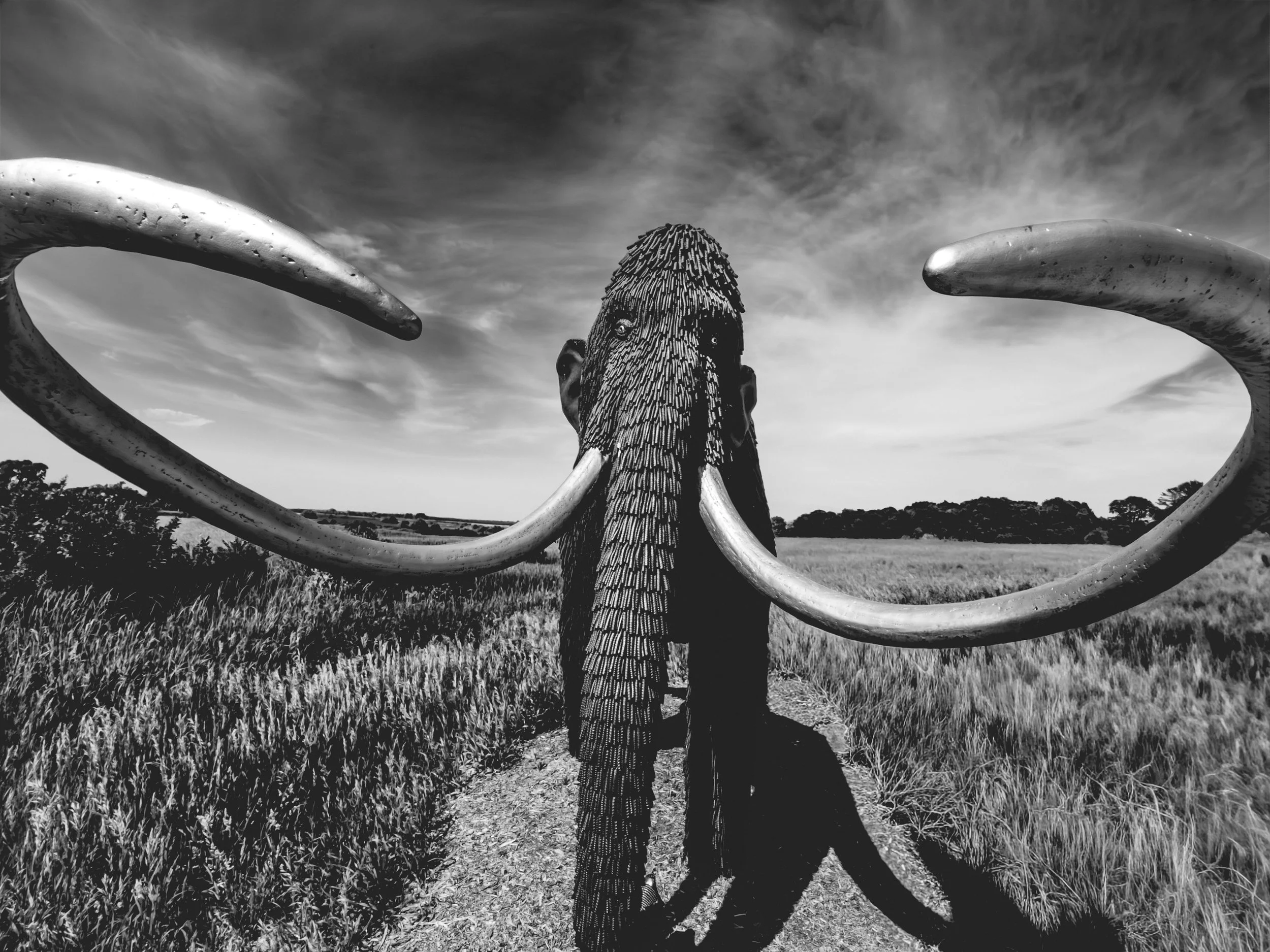 Woolly Mammoth Tusks