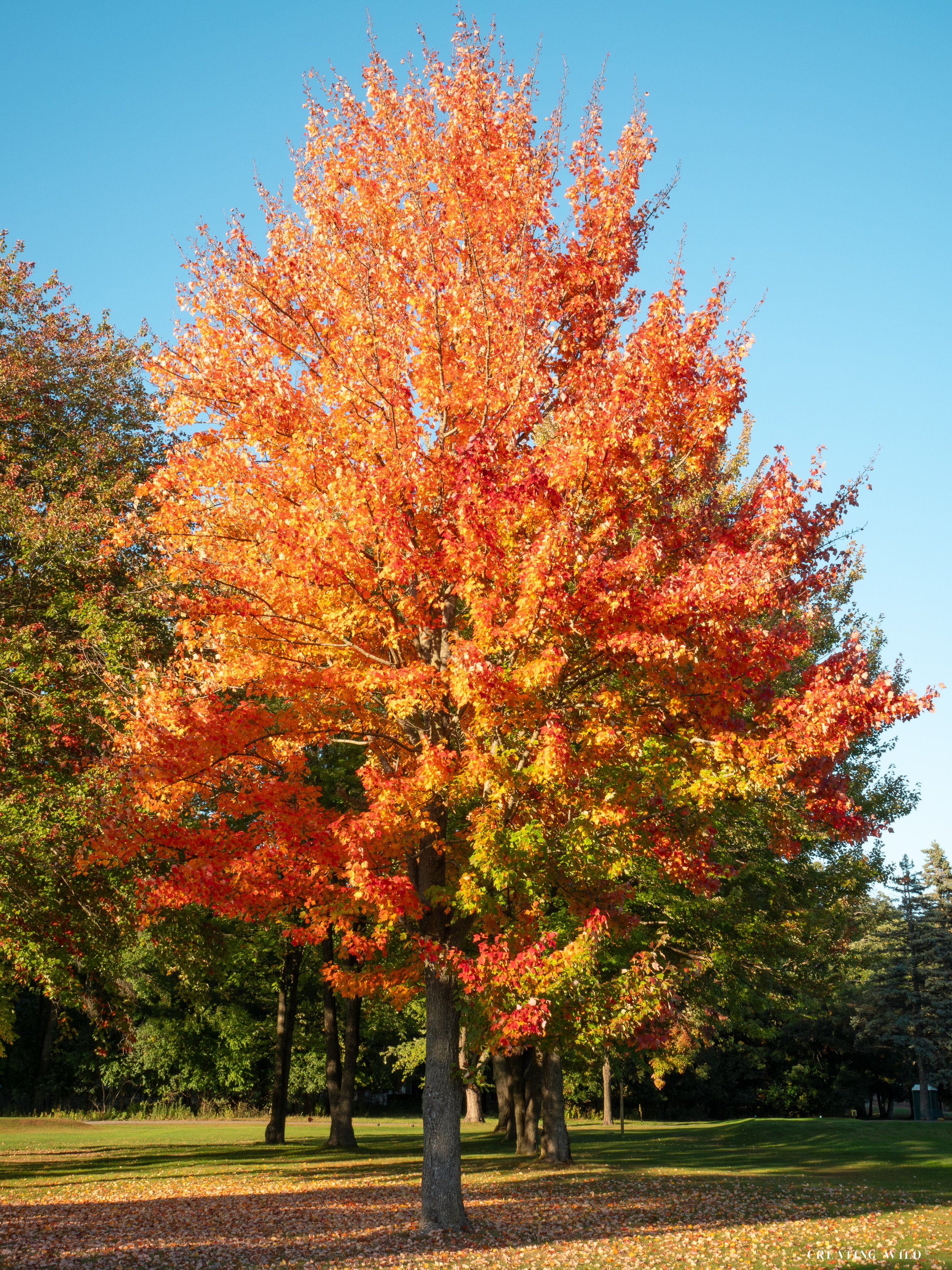 Tri Color Tree