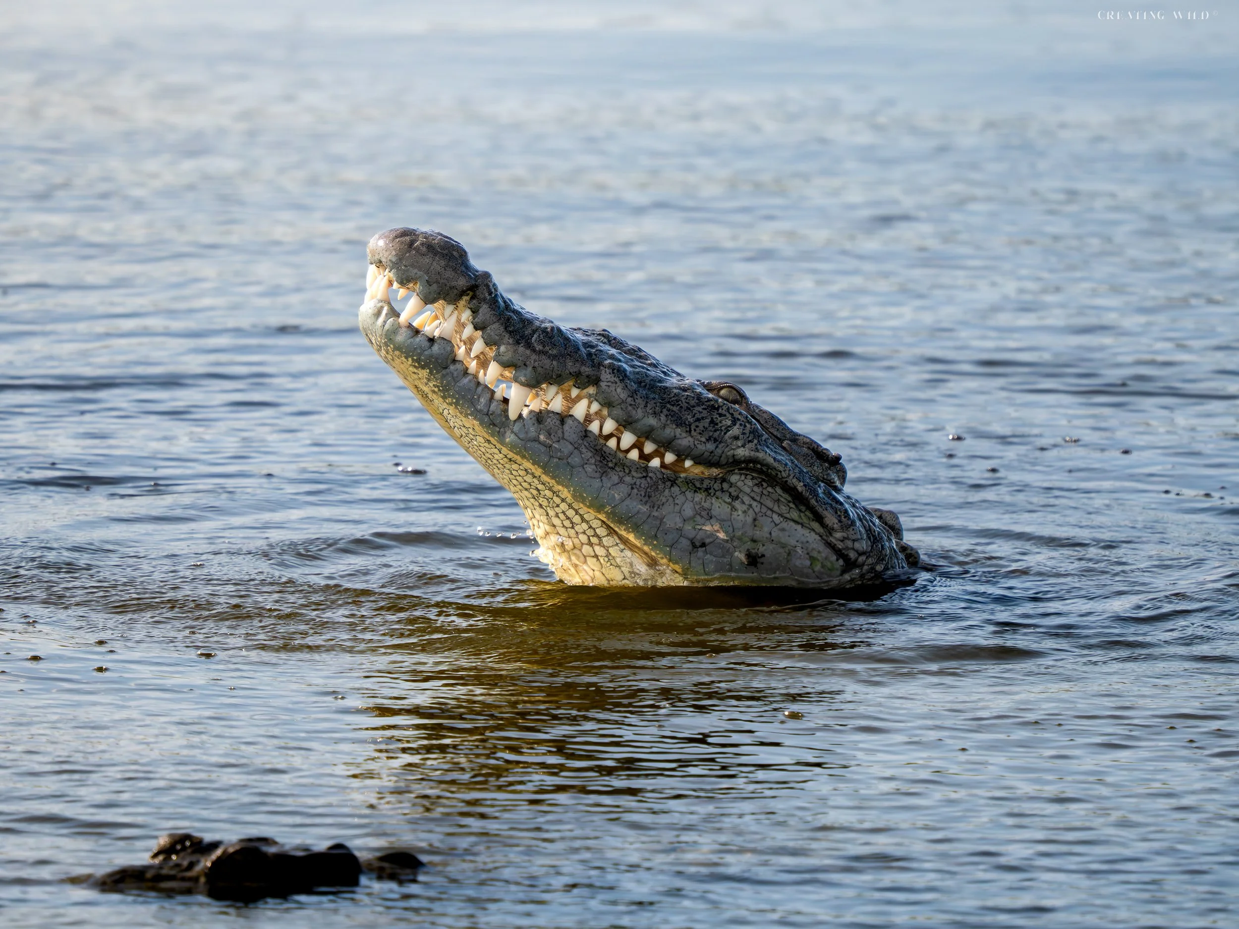 Crocodile Smile site-2.jpg