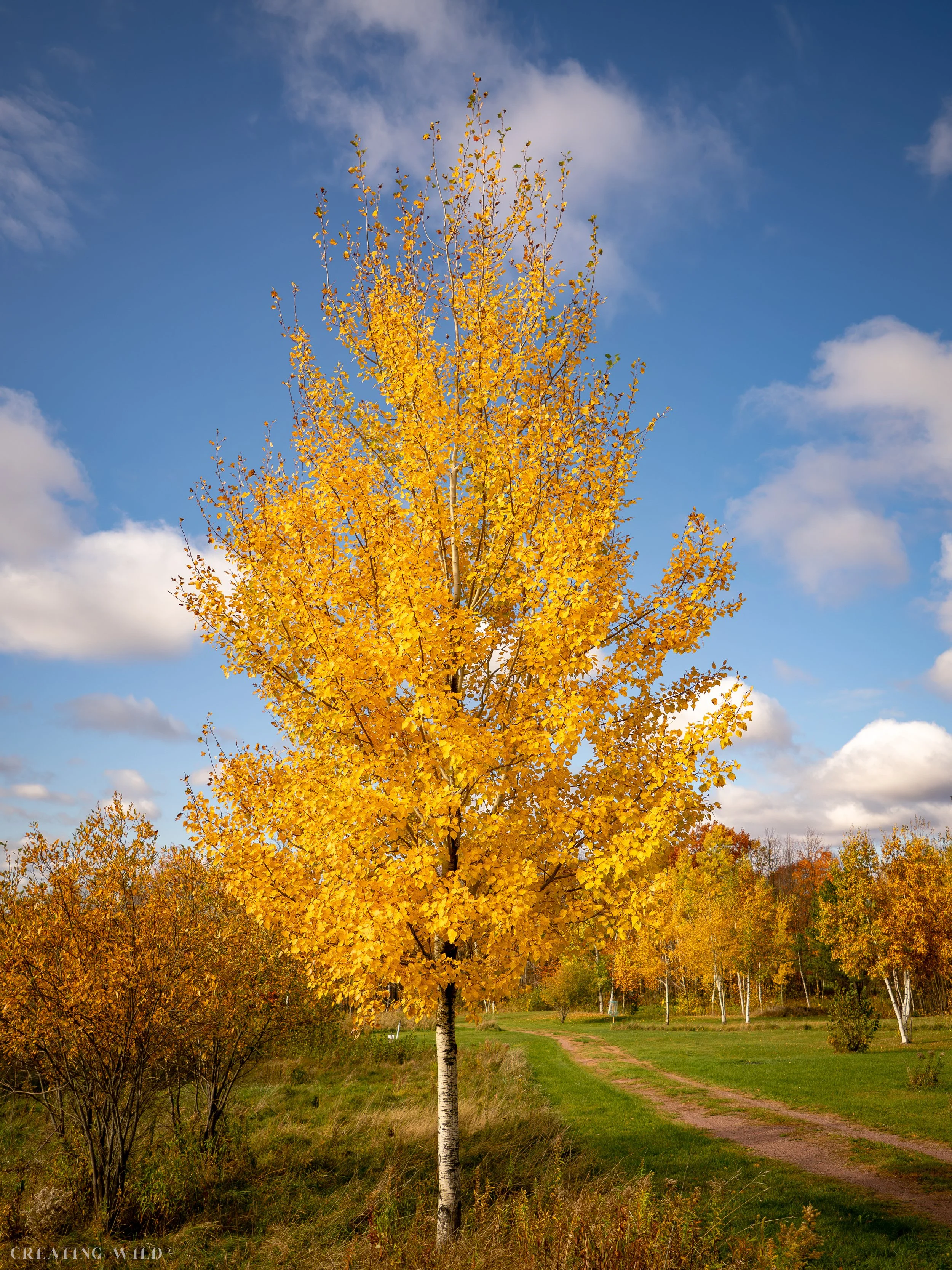 Trees of Gold