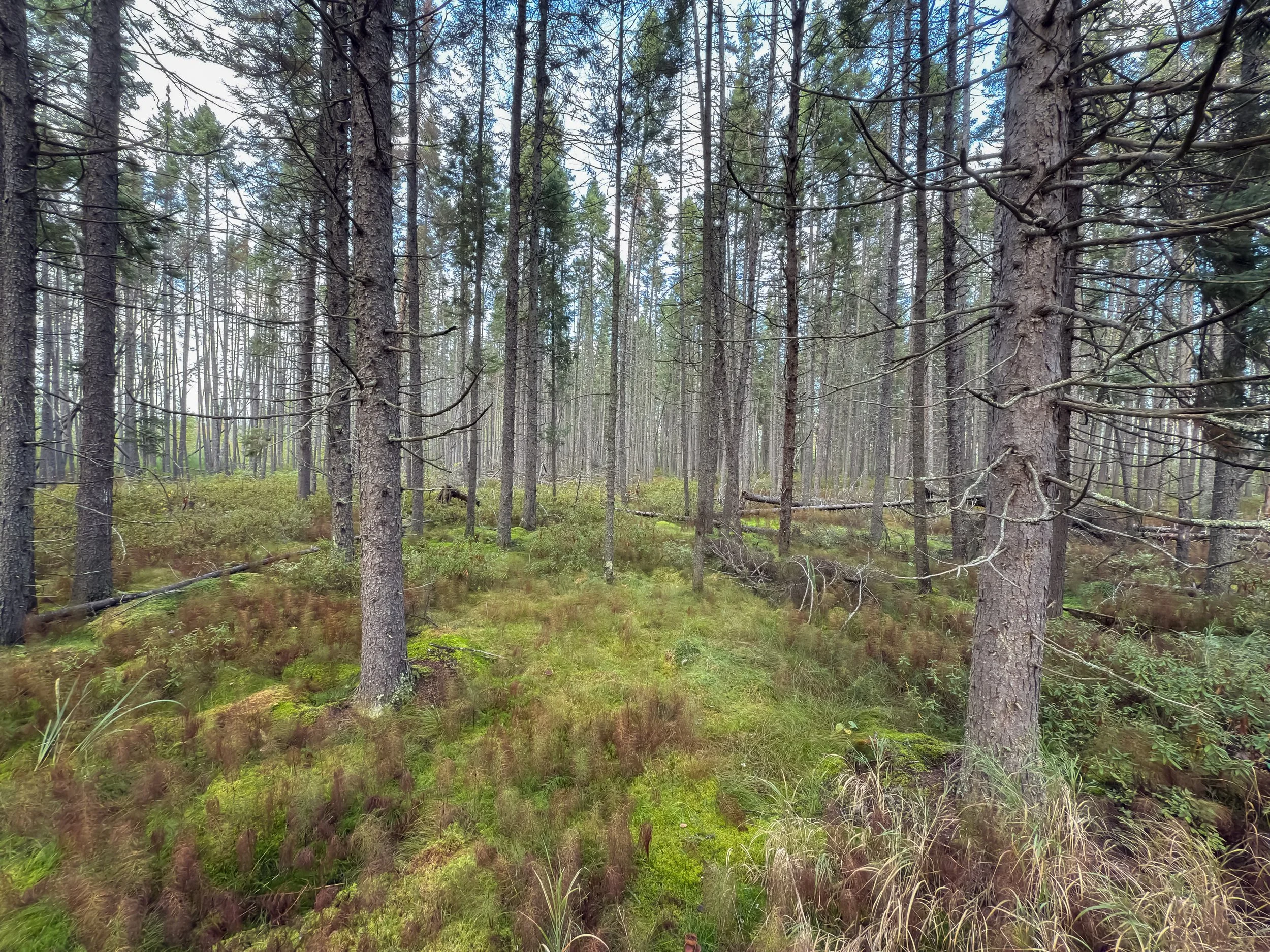 A forest scene with tall pine trees, green moss, and grass on the forest floor.