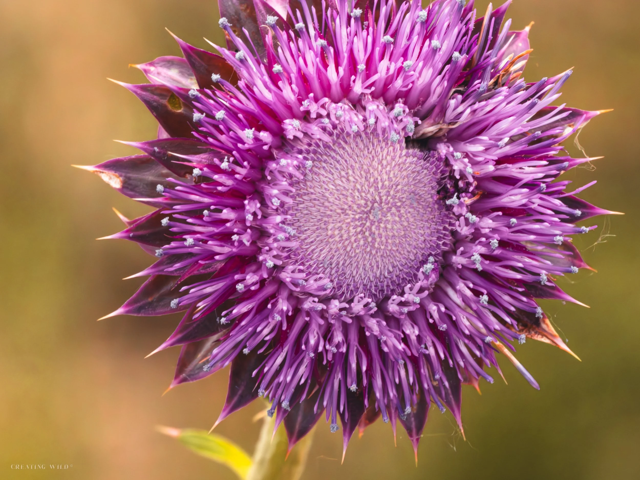 Purple Flower