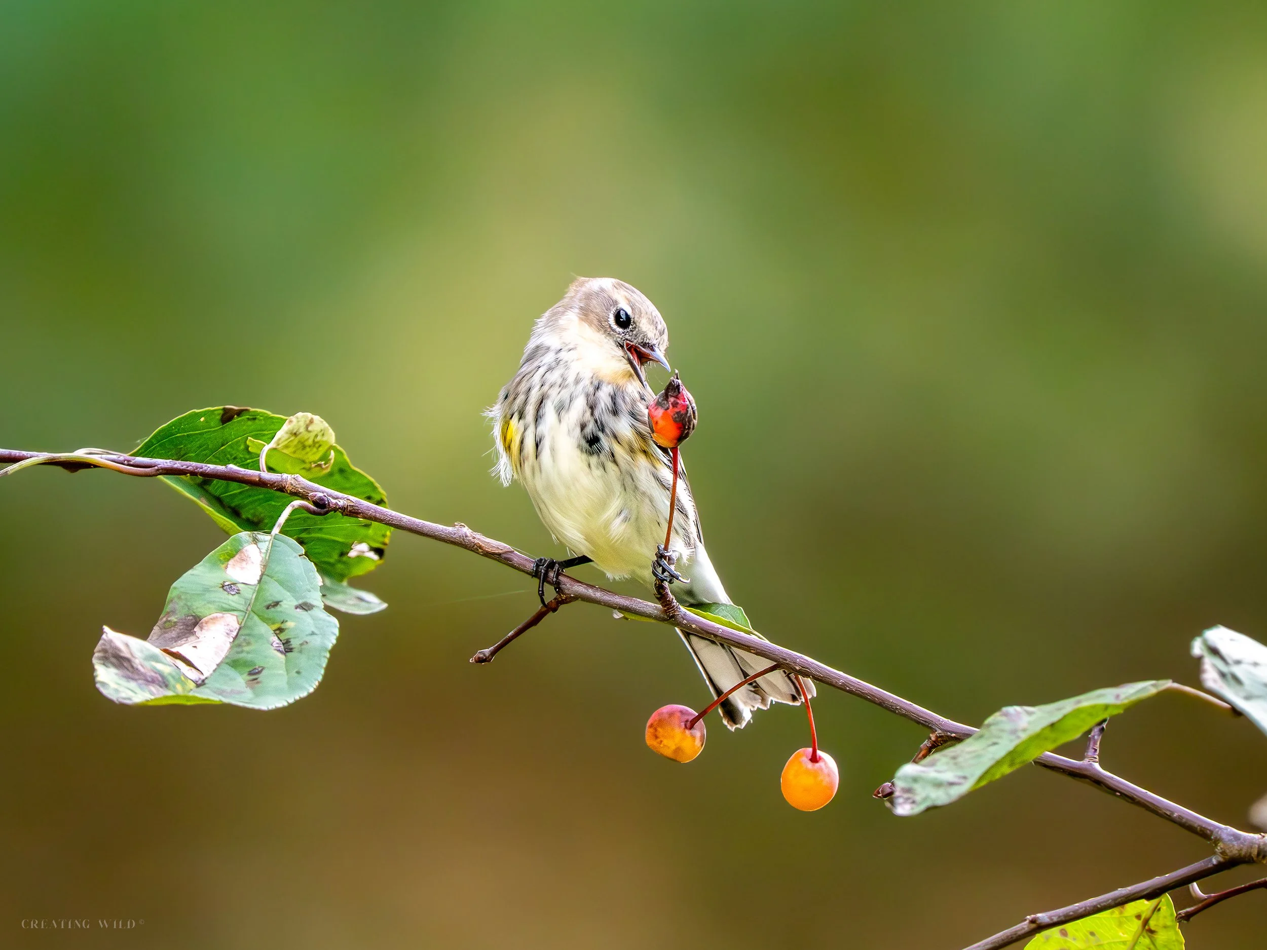 Chasing Cherries