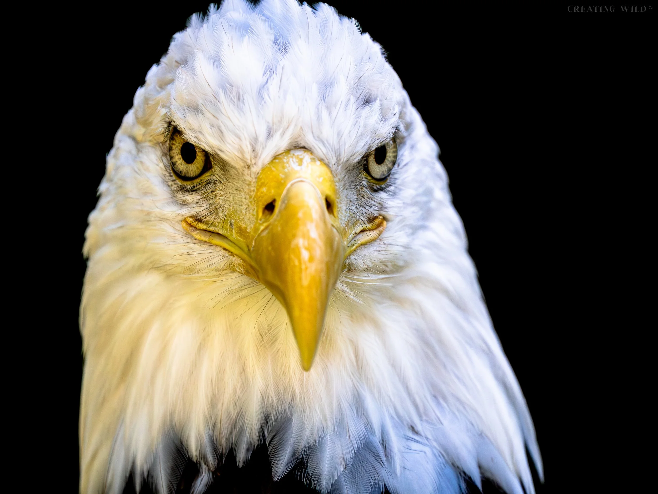 Eagle Eye