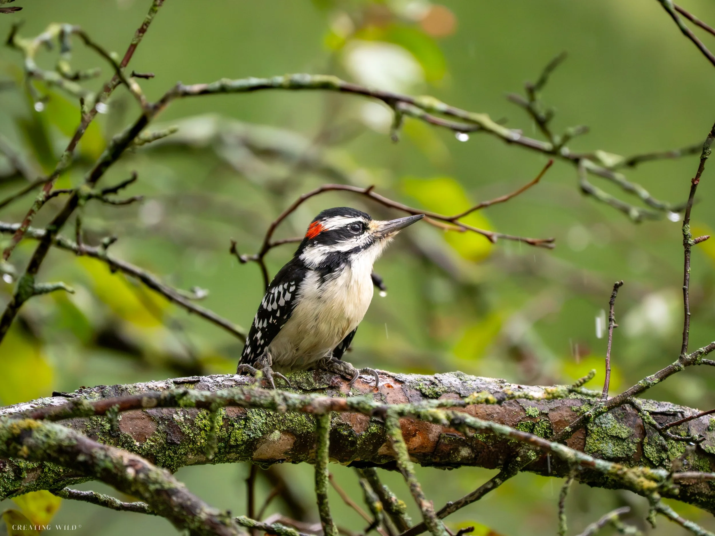 Rainy day Woodpecker