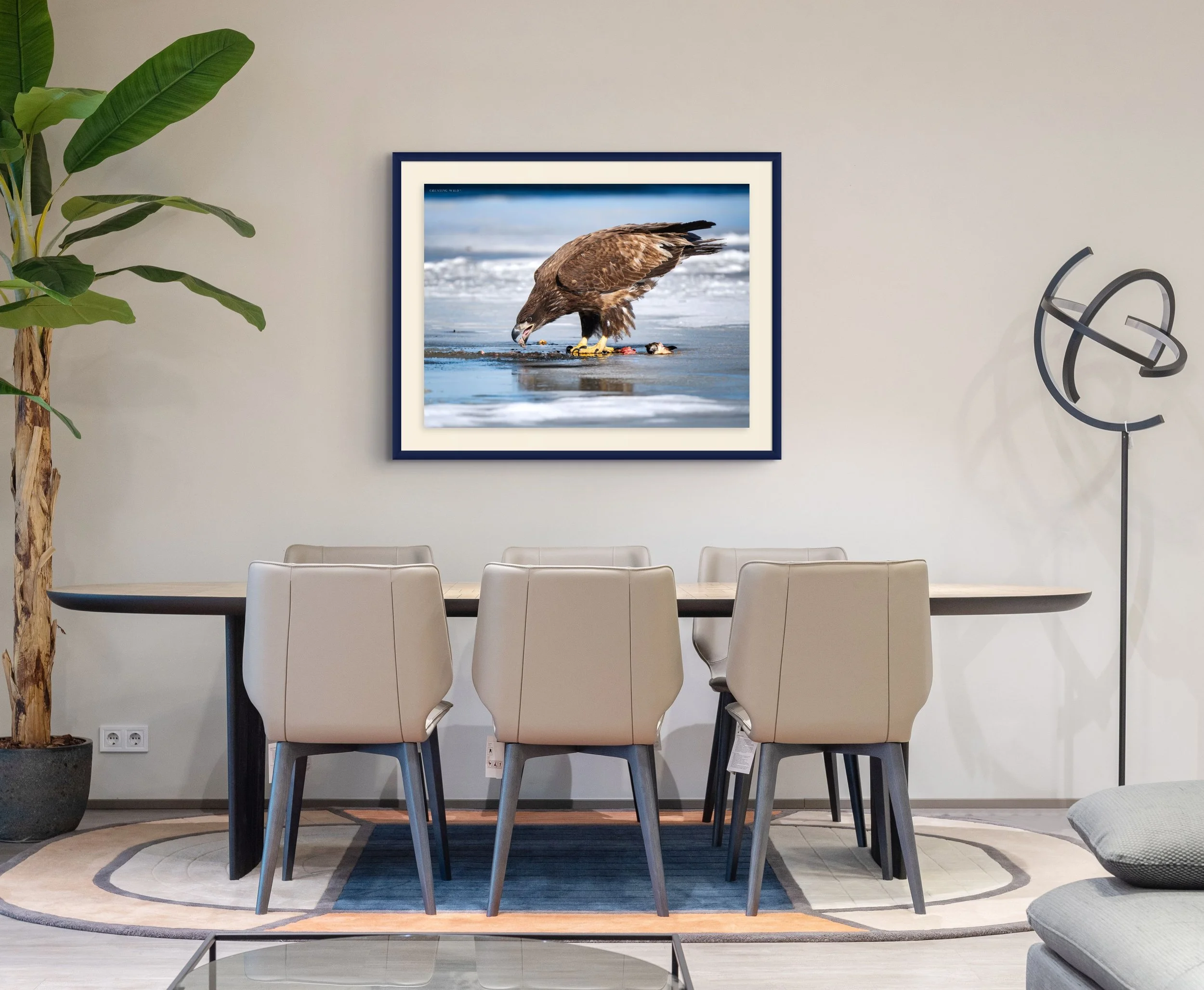 bald eagle juv screen-full.jpg