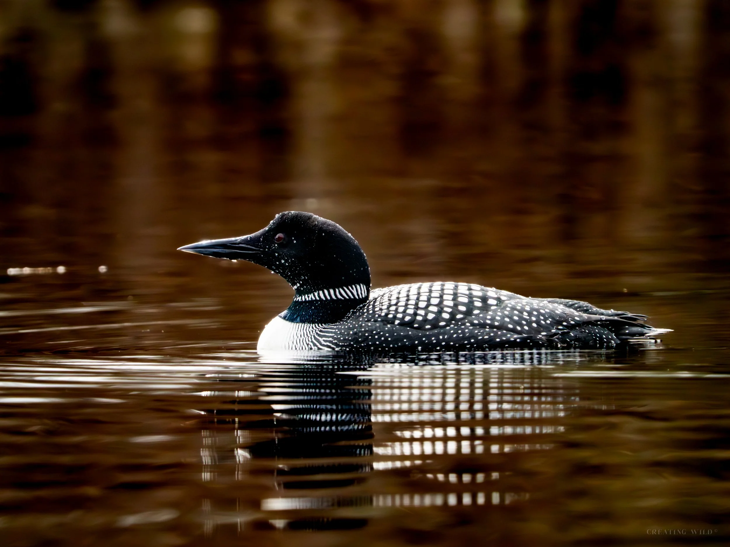 Loon Reflections
