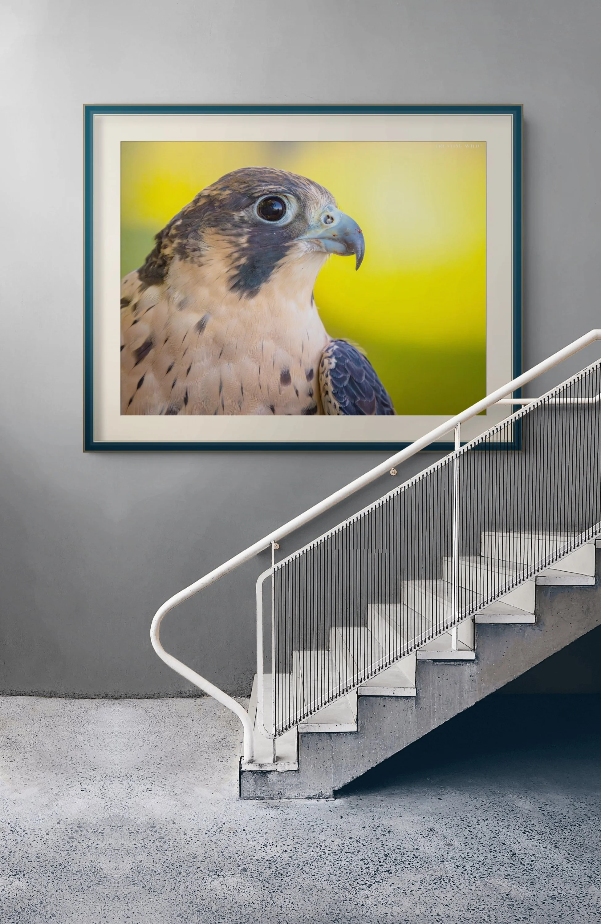 peregrine falcon fastest all time-full copy.jpg