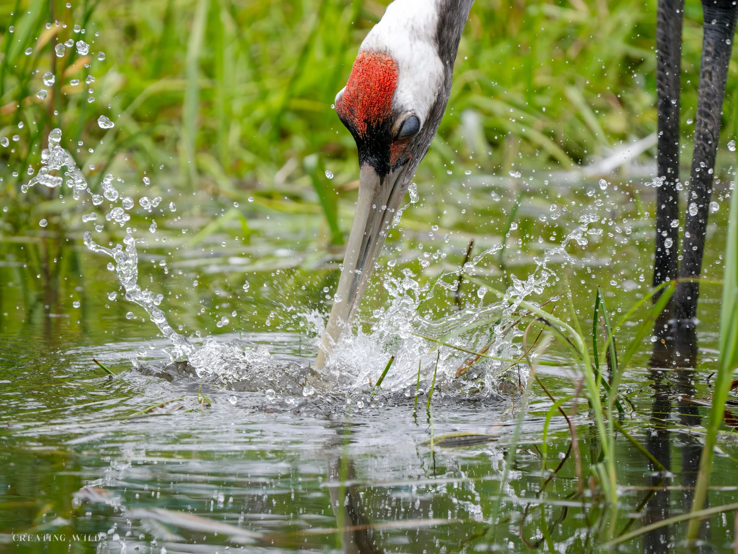 Eurasian  splash-1.jpg