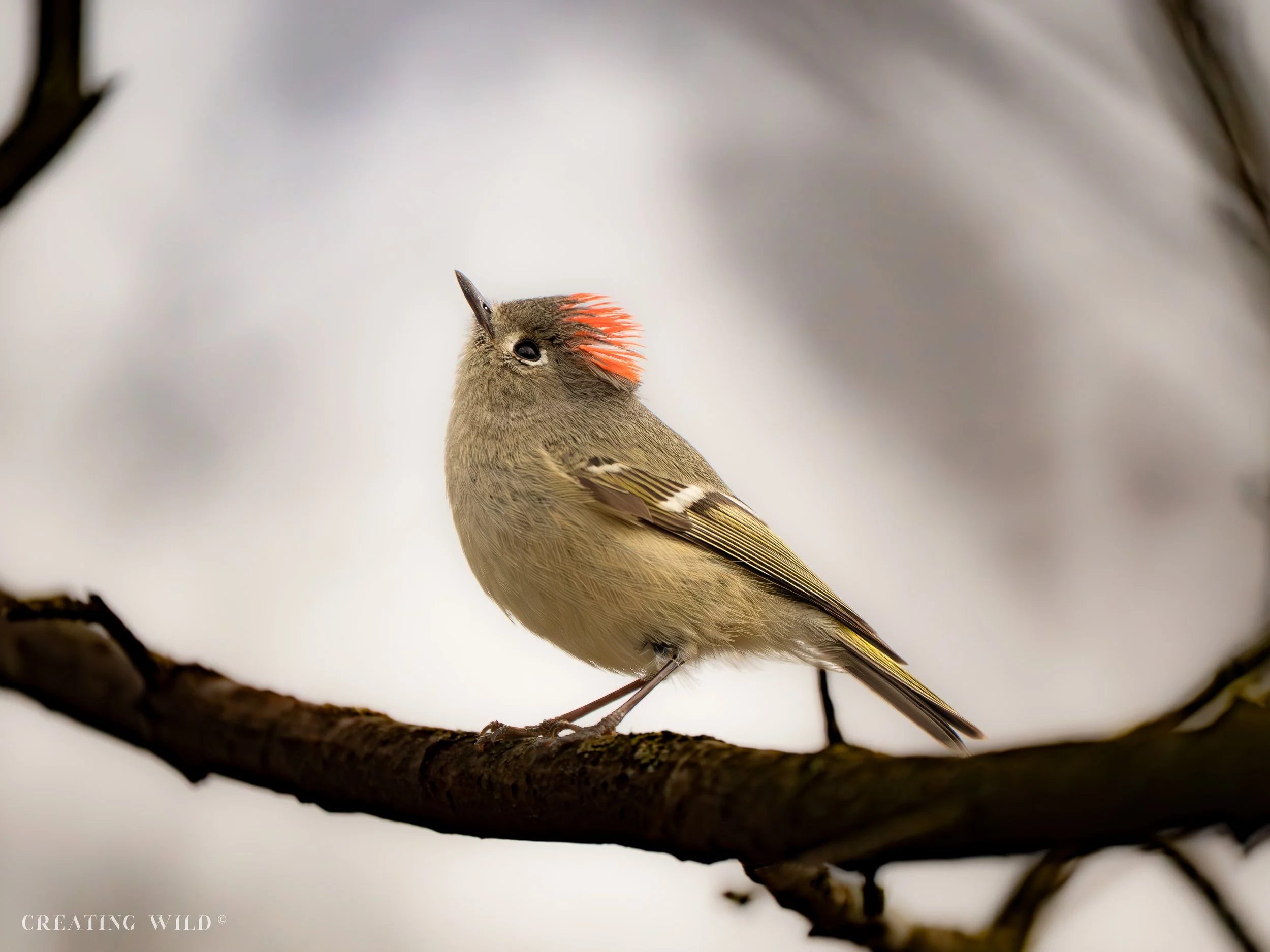 Ruby-crowned Kinglet