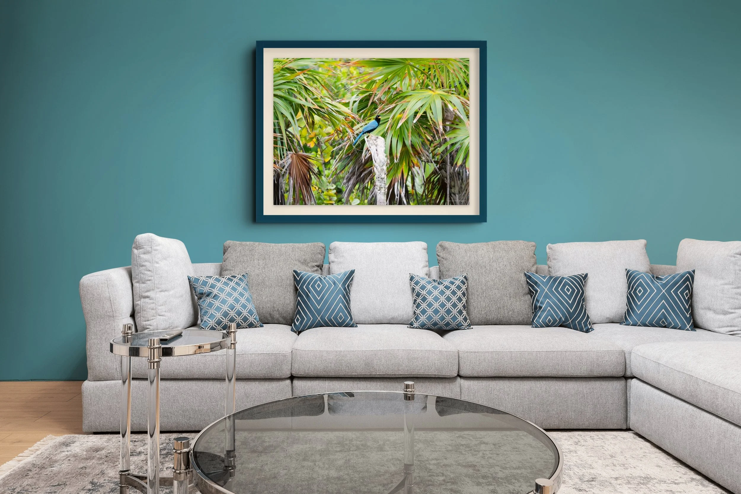 yucatan jay 1-full.jpg