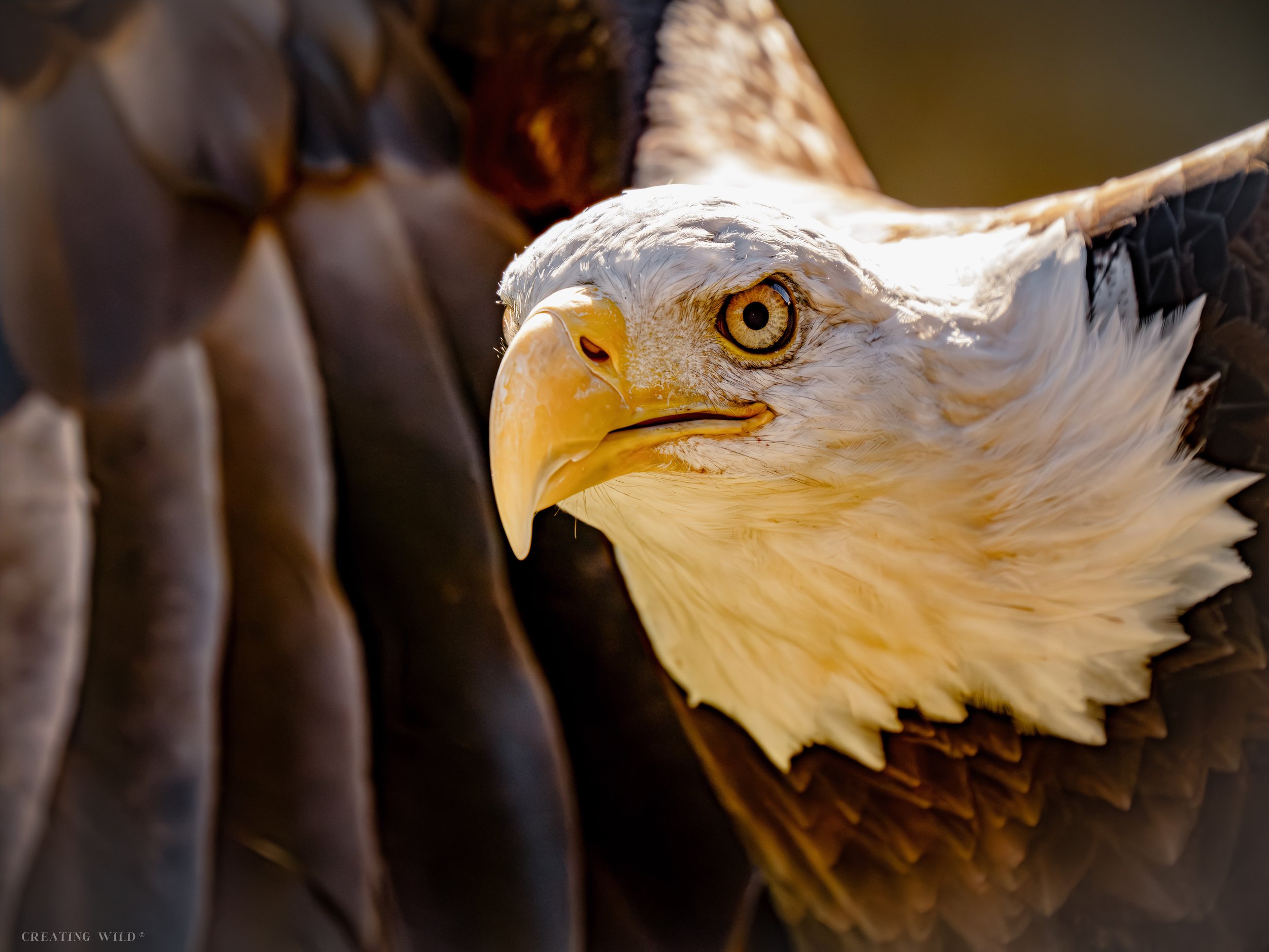 Bald Eagle Takeoff