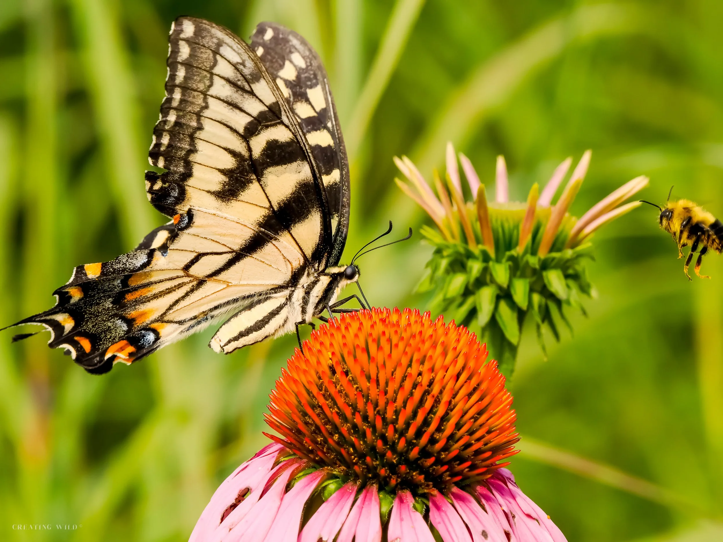 Butterfly & the Bee