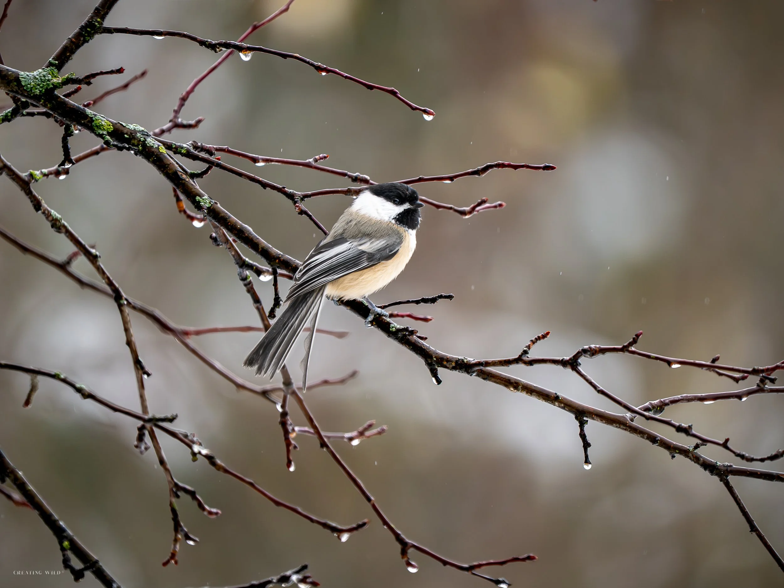 Rainy Day Chickadee