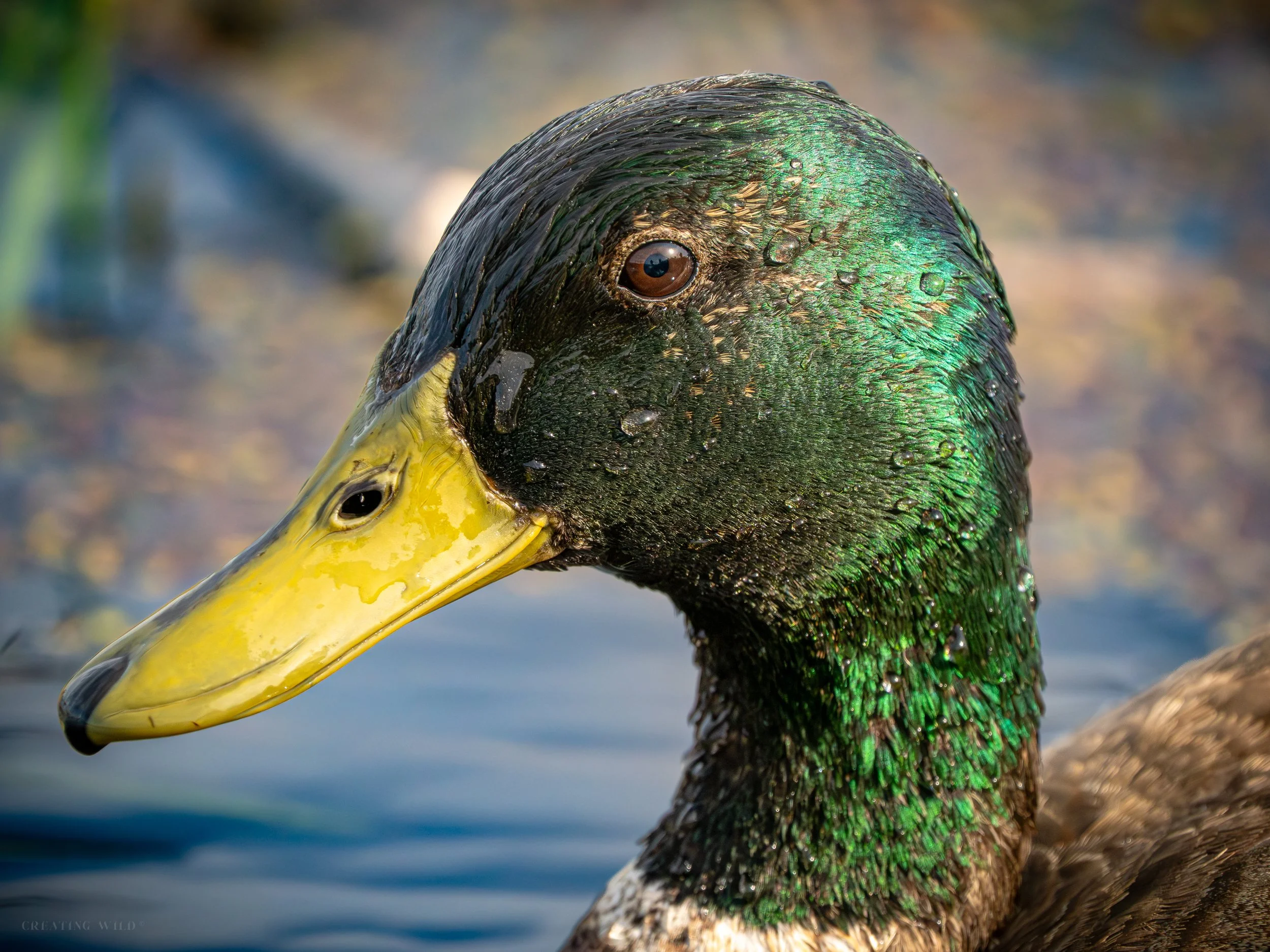 Mallard