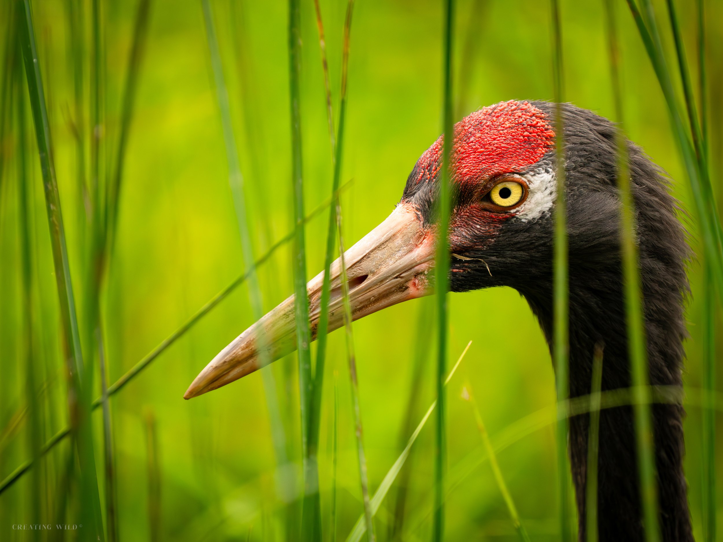 In the Tall Grass