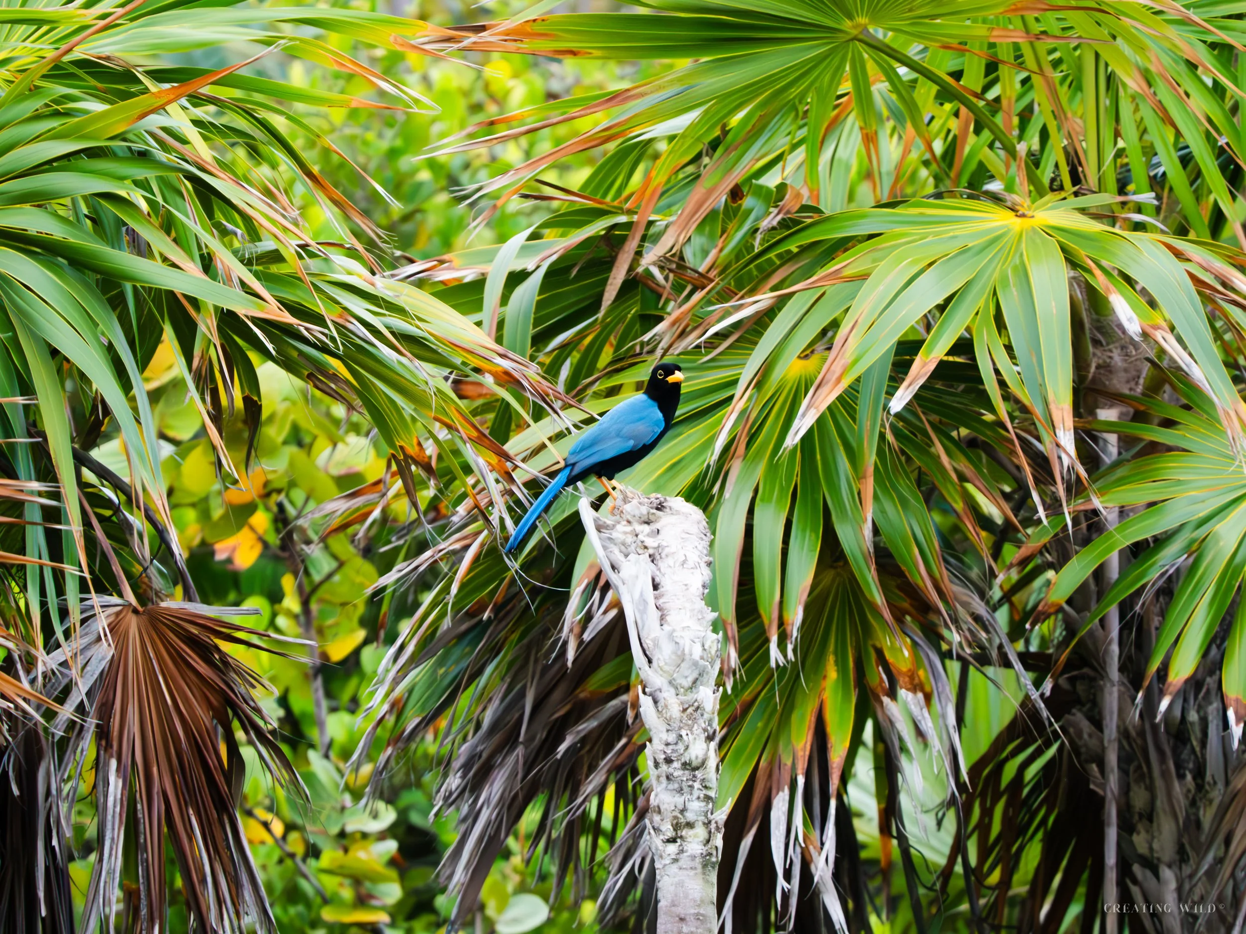 Yucuatan Jay