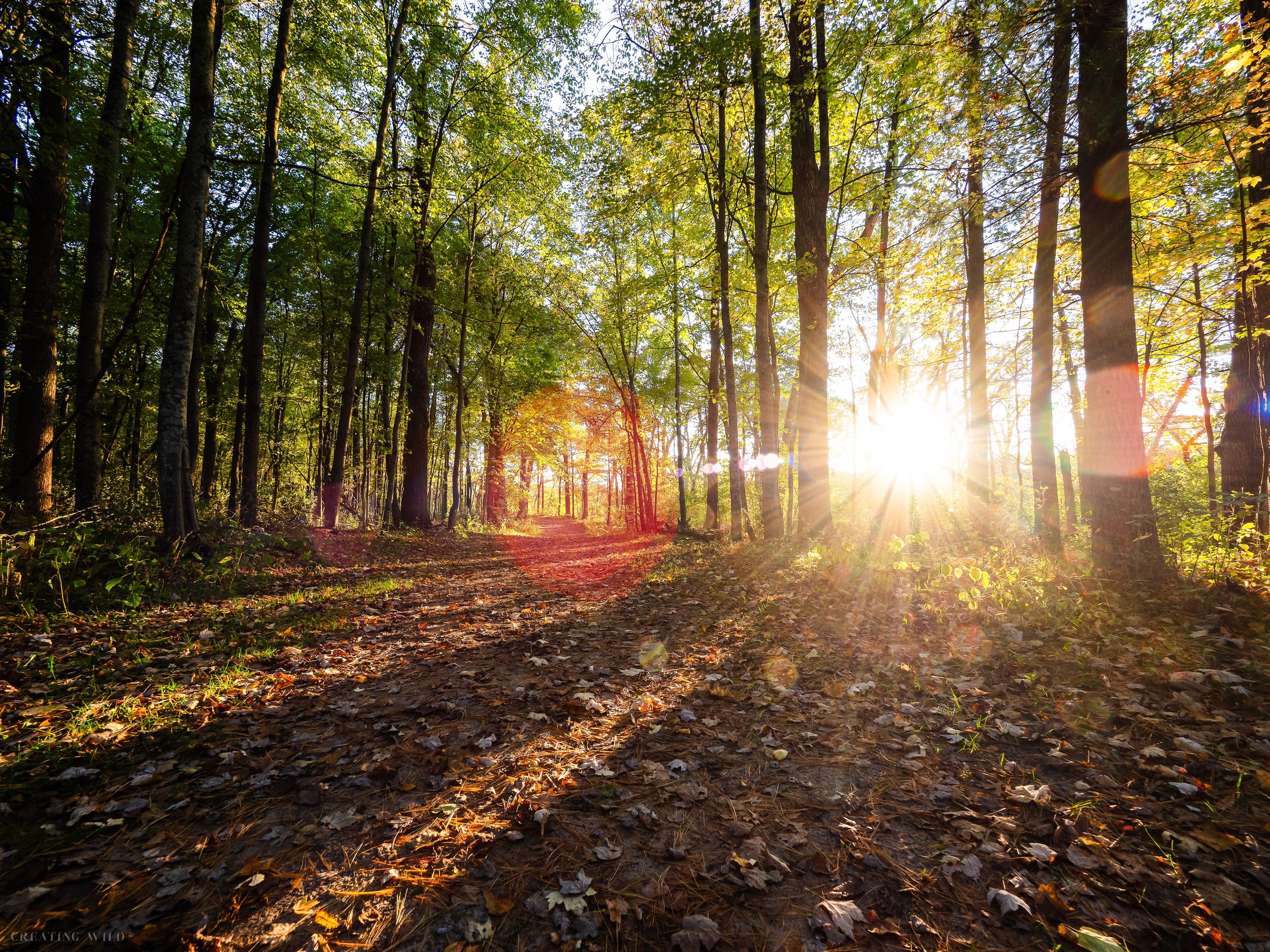 Sunshine Trail (Lowes Creek)