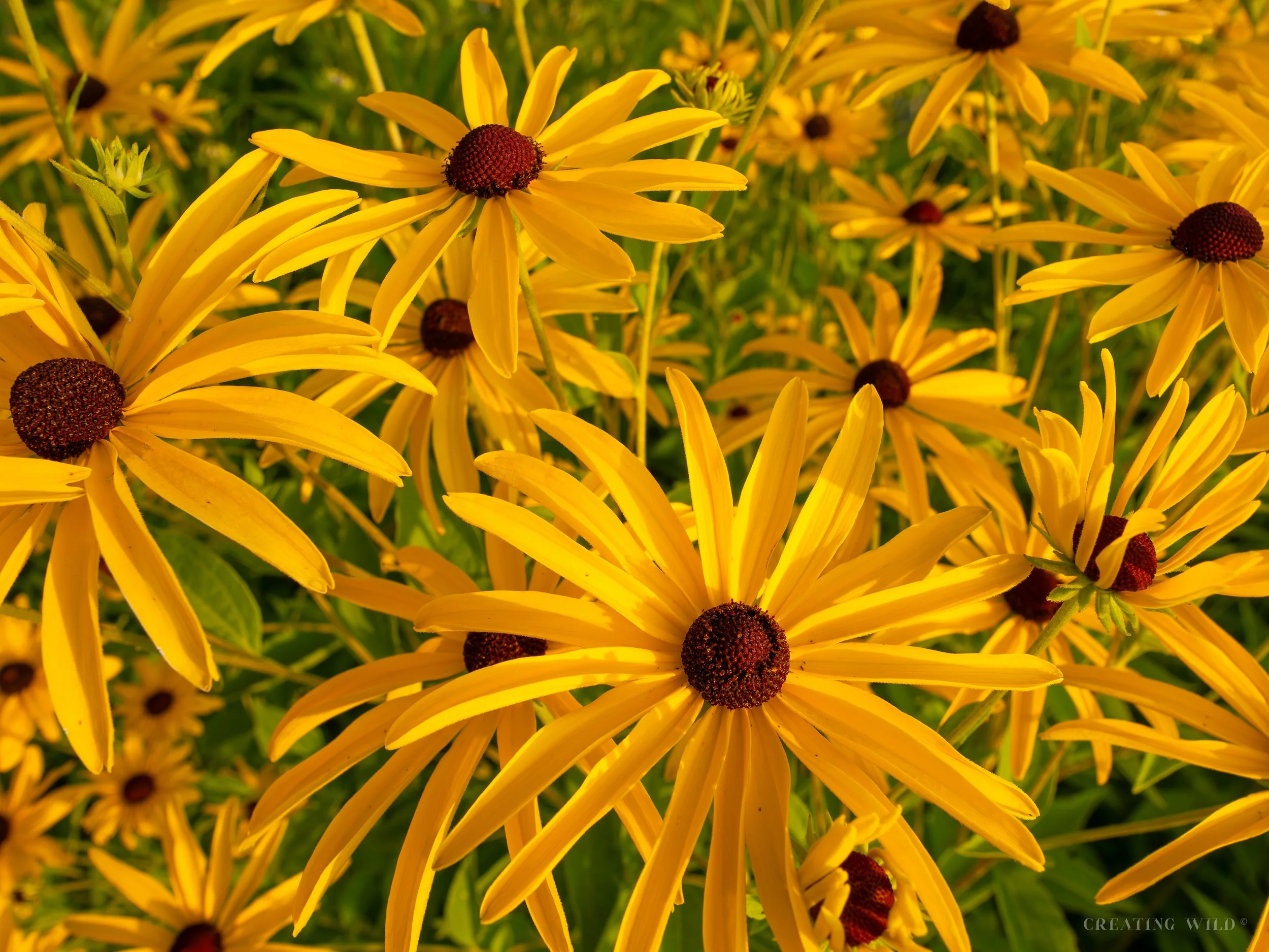 Black eyed Susan.jpg
