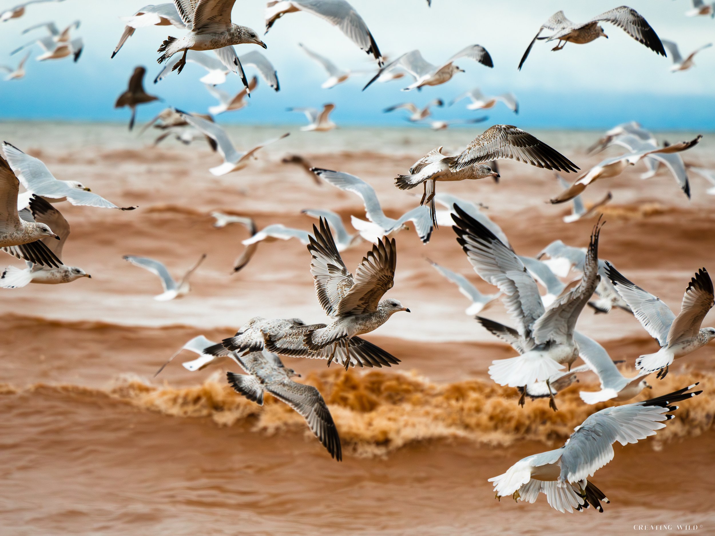 Superior Gulls
