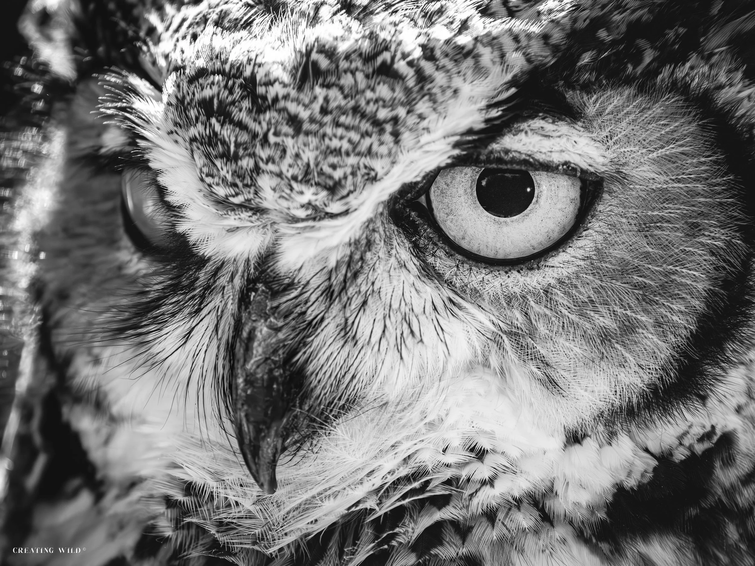 Owl Eye