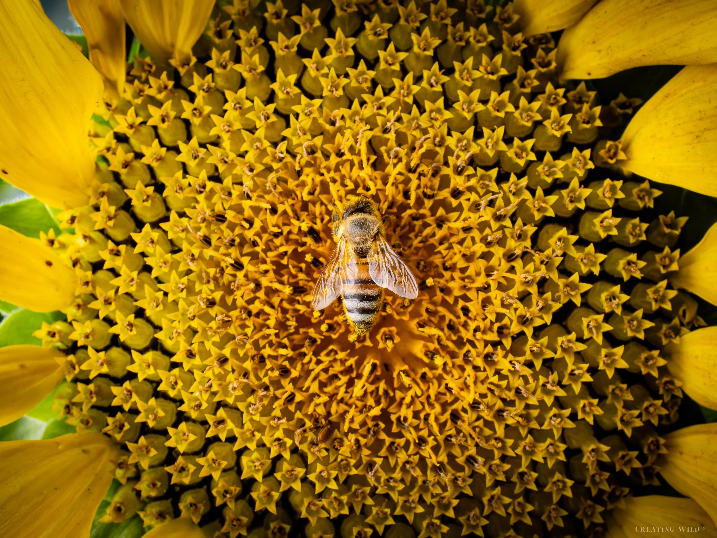Bee Yourself