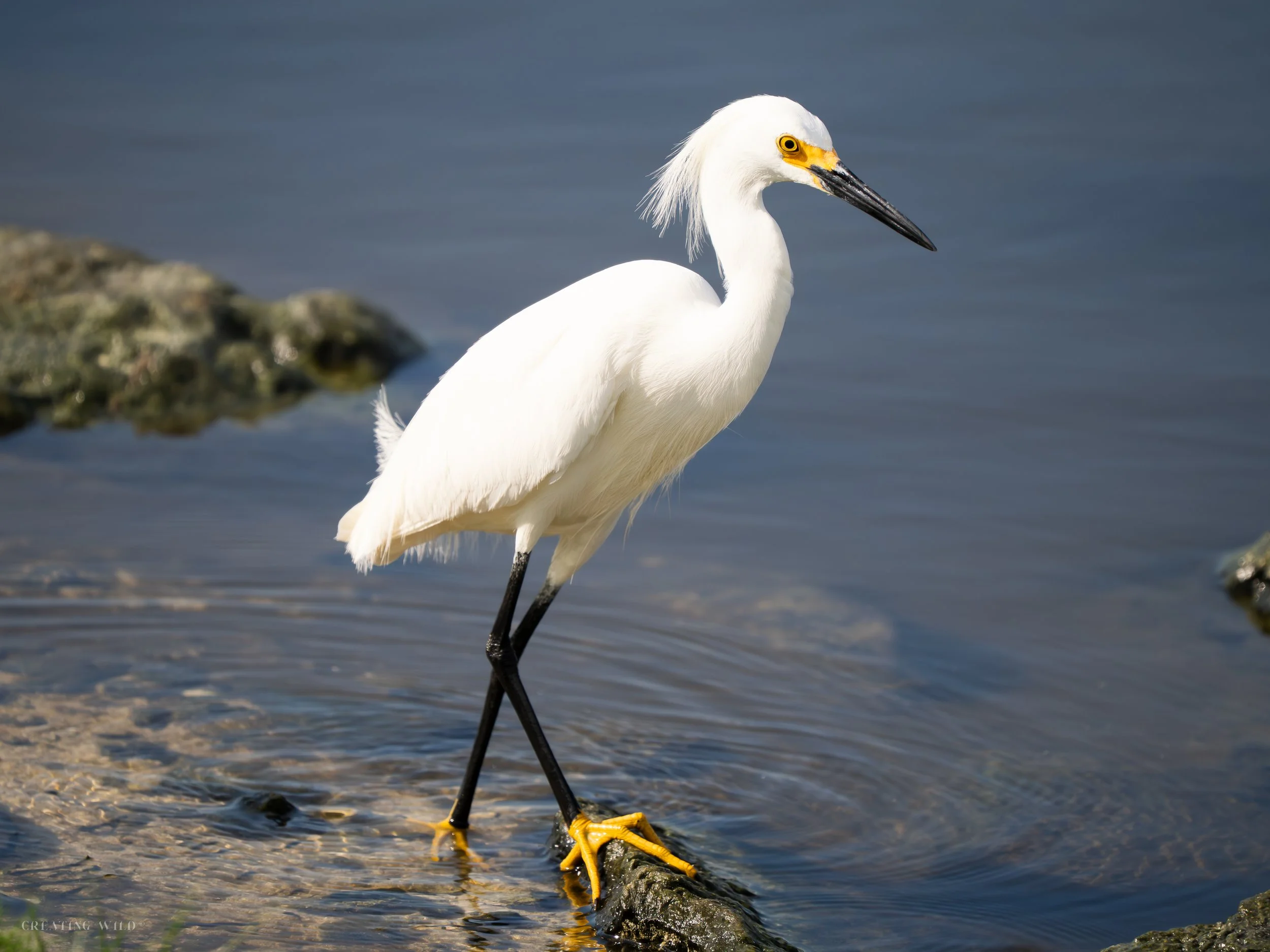 Snowy Egret