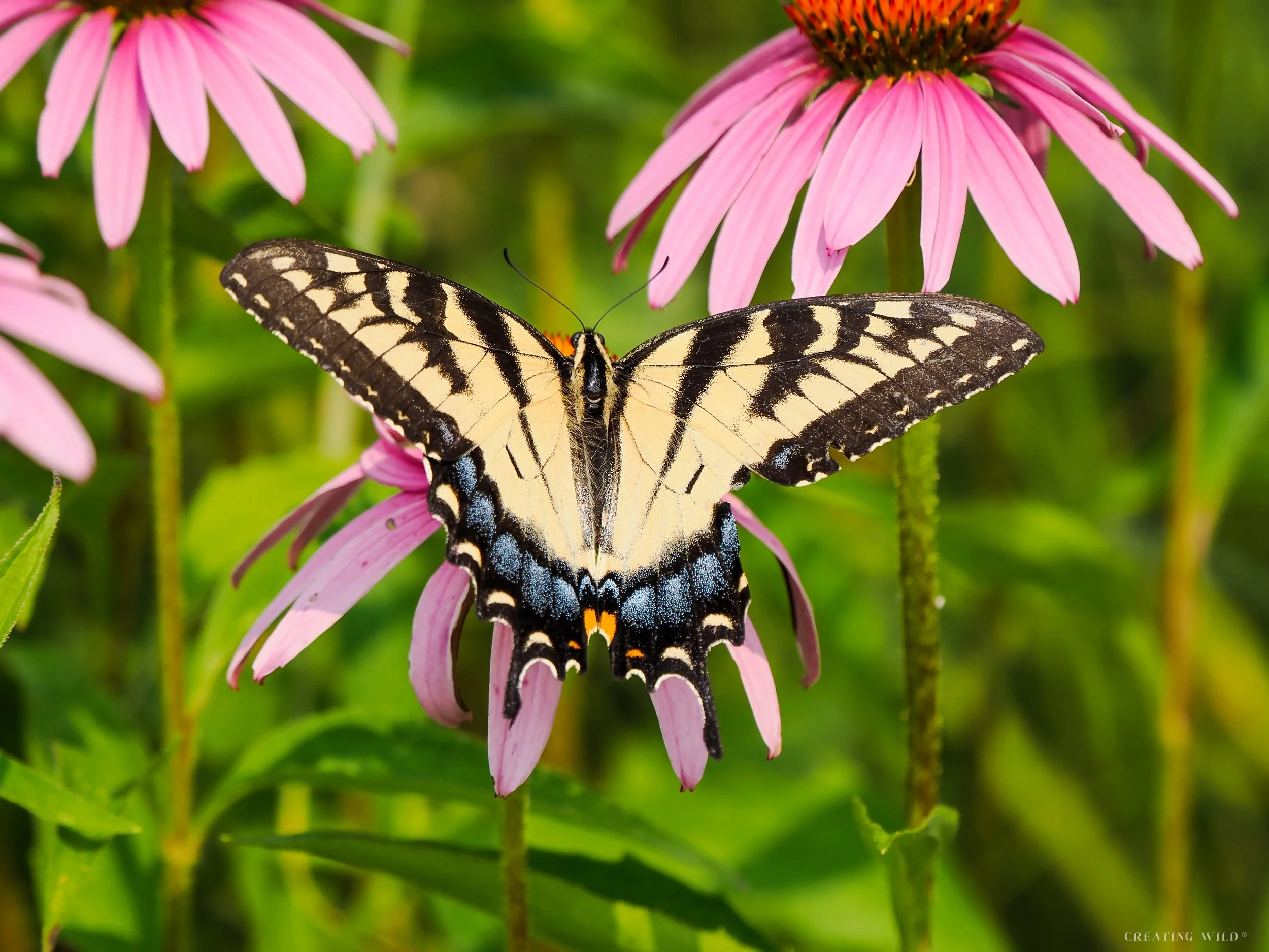Eastern Tiger Swallowtail