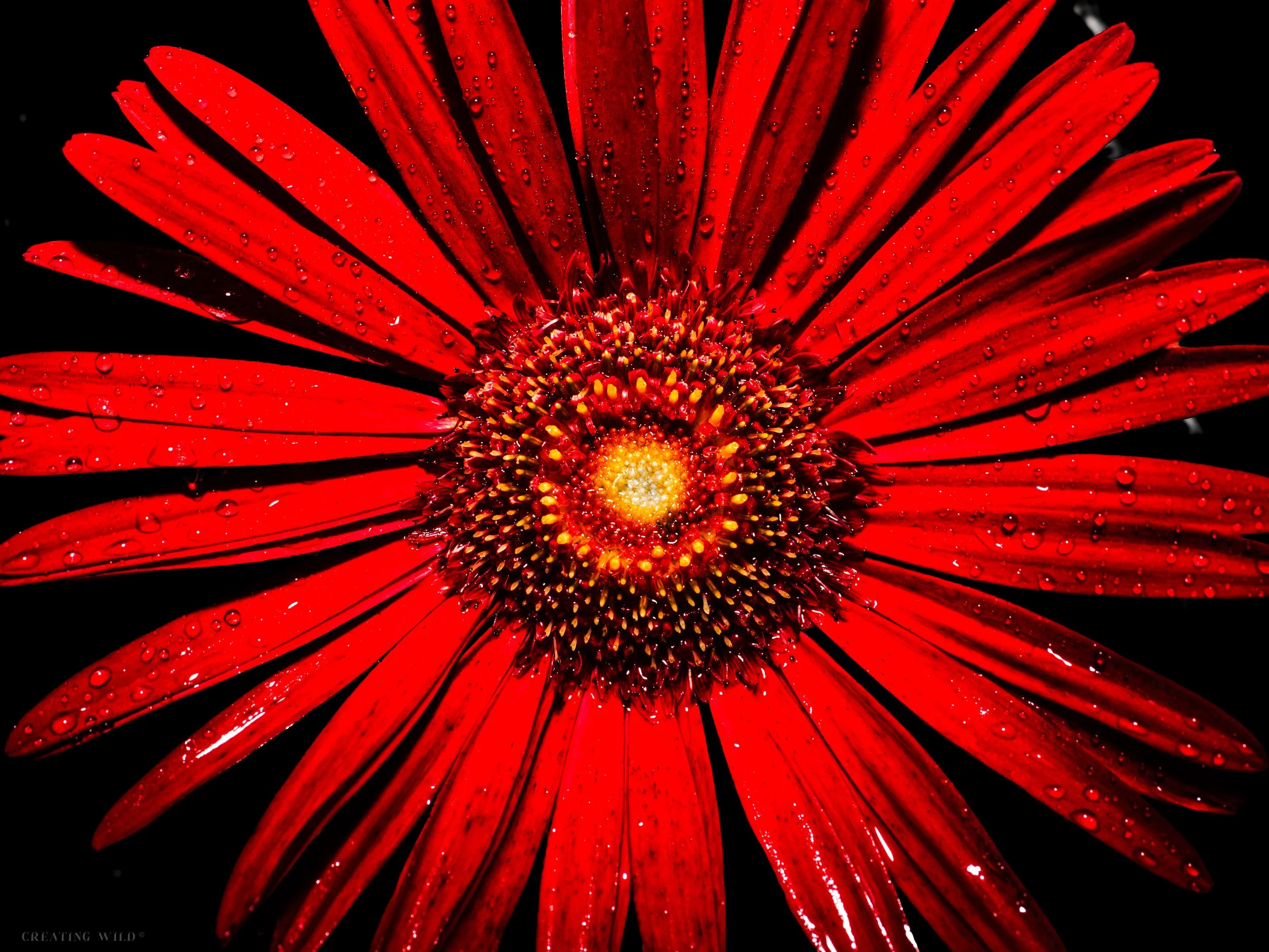 Raindrop Daisy